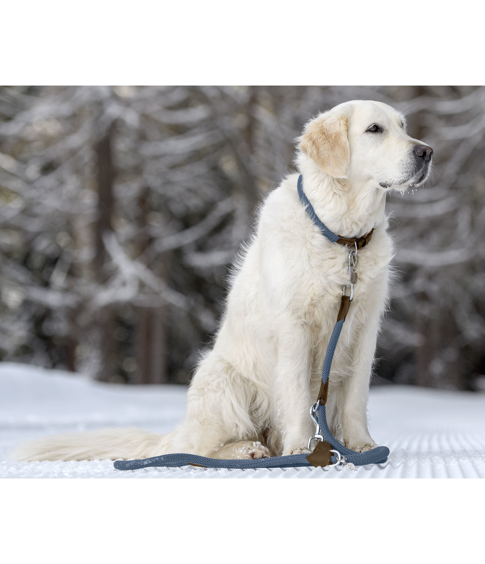 Dog Lead Nature Rope