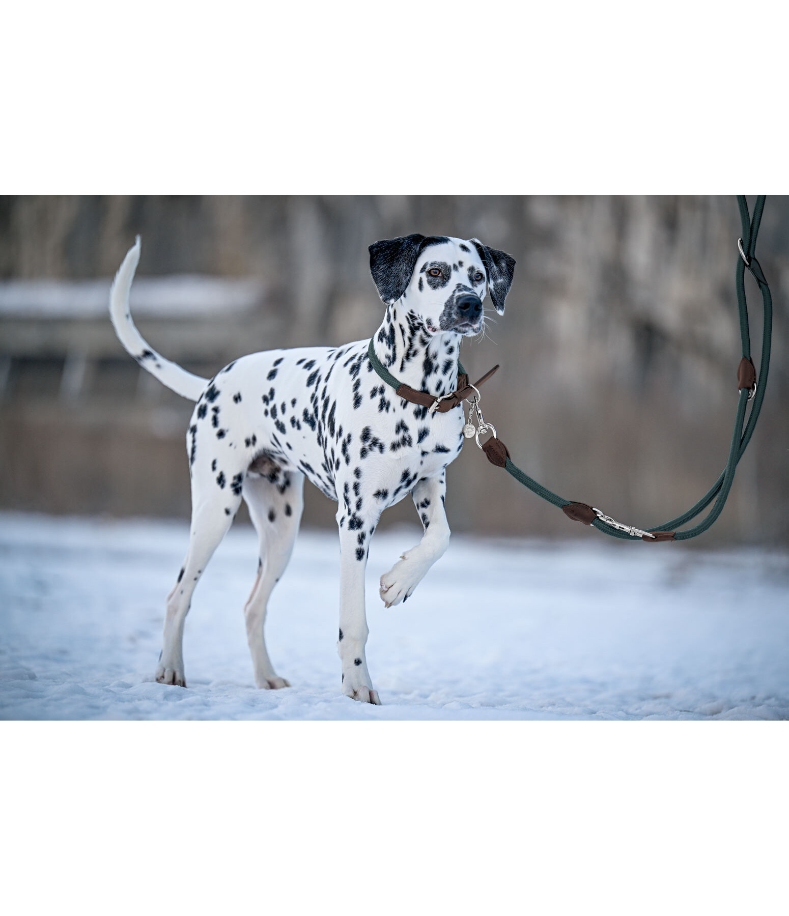 Dog Lead Rope