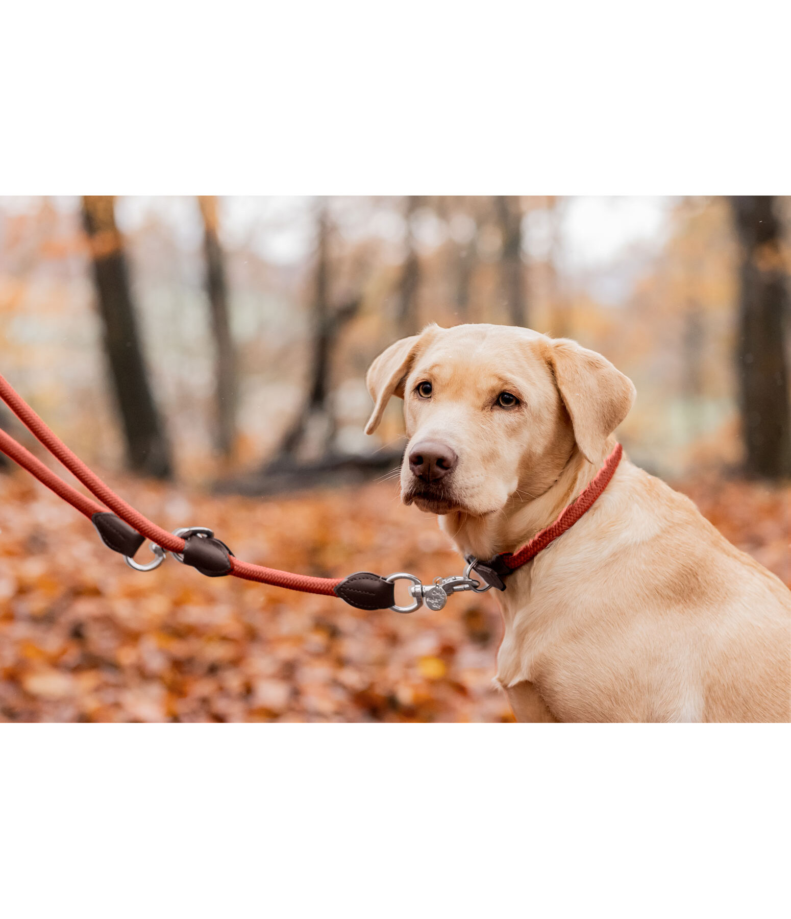 Dog Lead Rope
