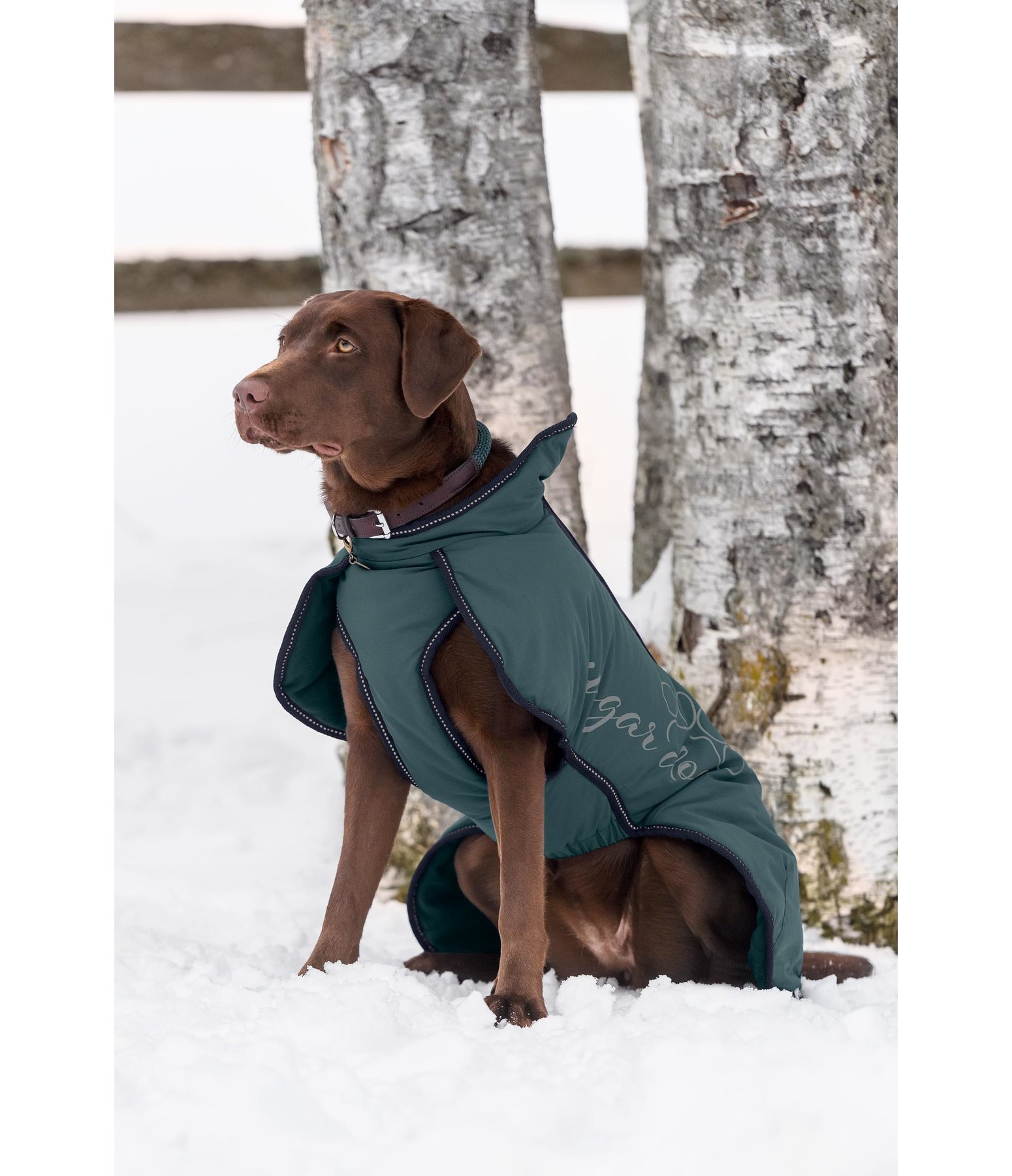 Dog Winter Jacket Tristan Dog Coats Kramer Equestrian