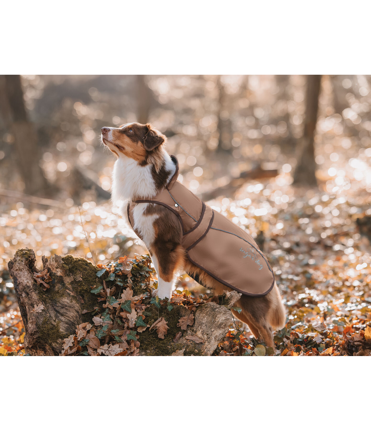 2-in-1 Dog Raincoat Ally
