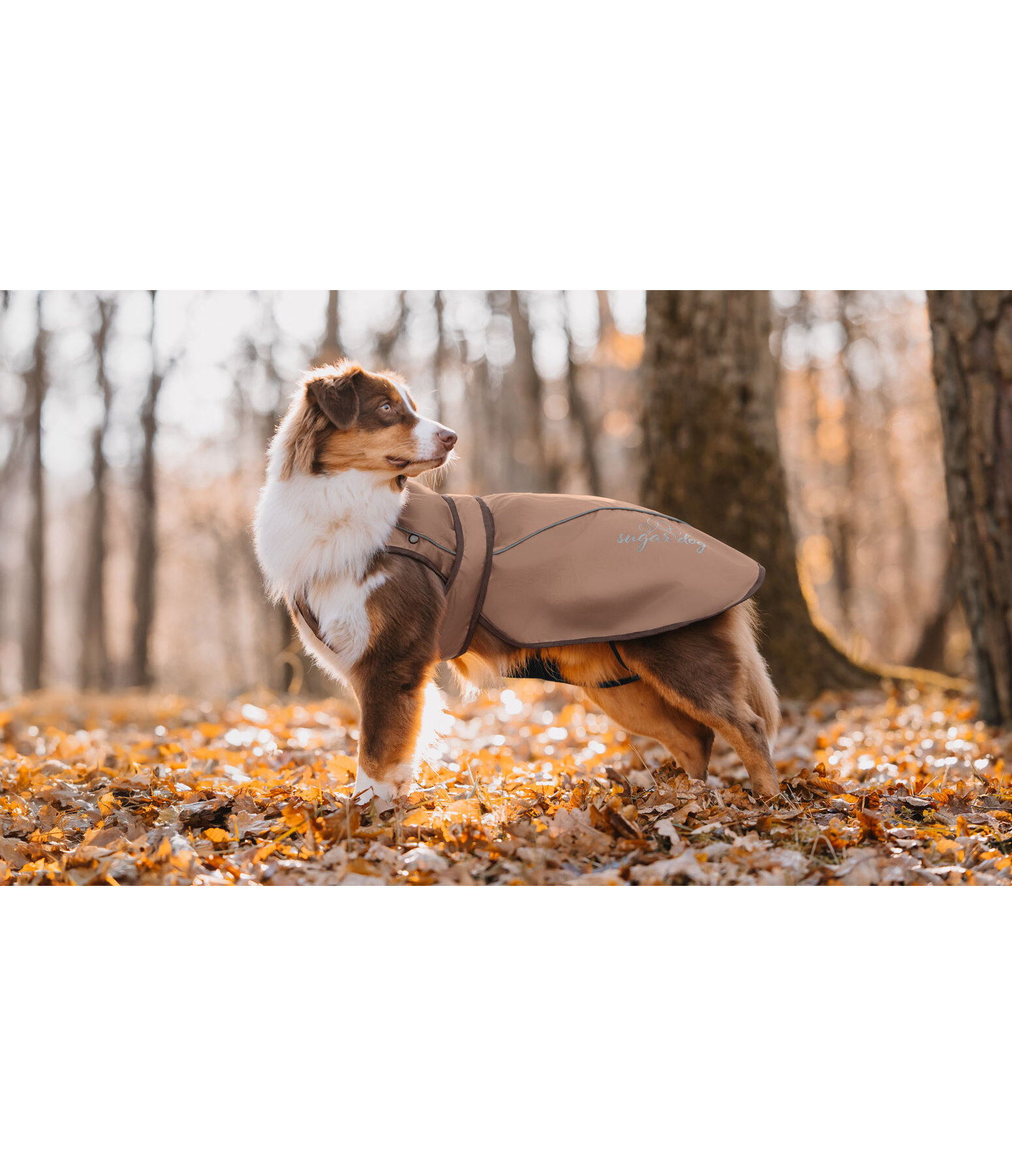 2-in-1 Dog Raincoat Ally
