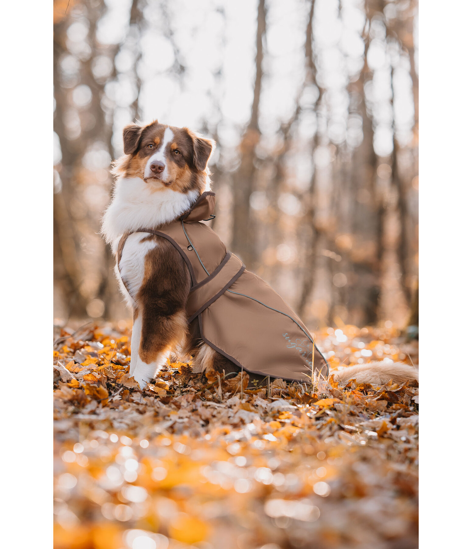 2-in-1 Dog Raincoat Ally