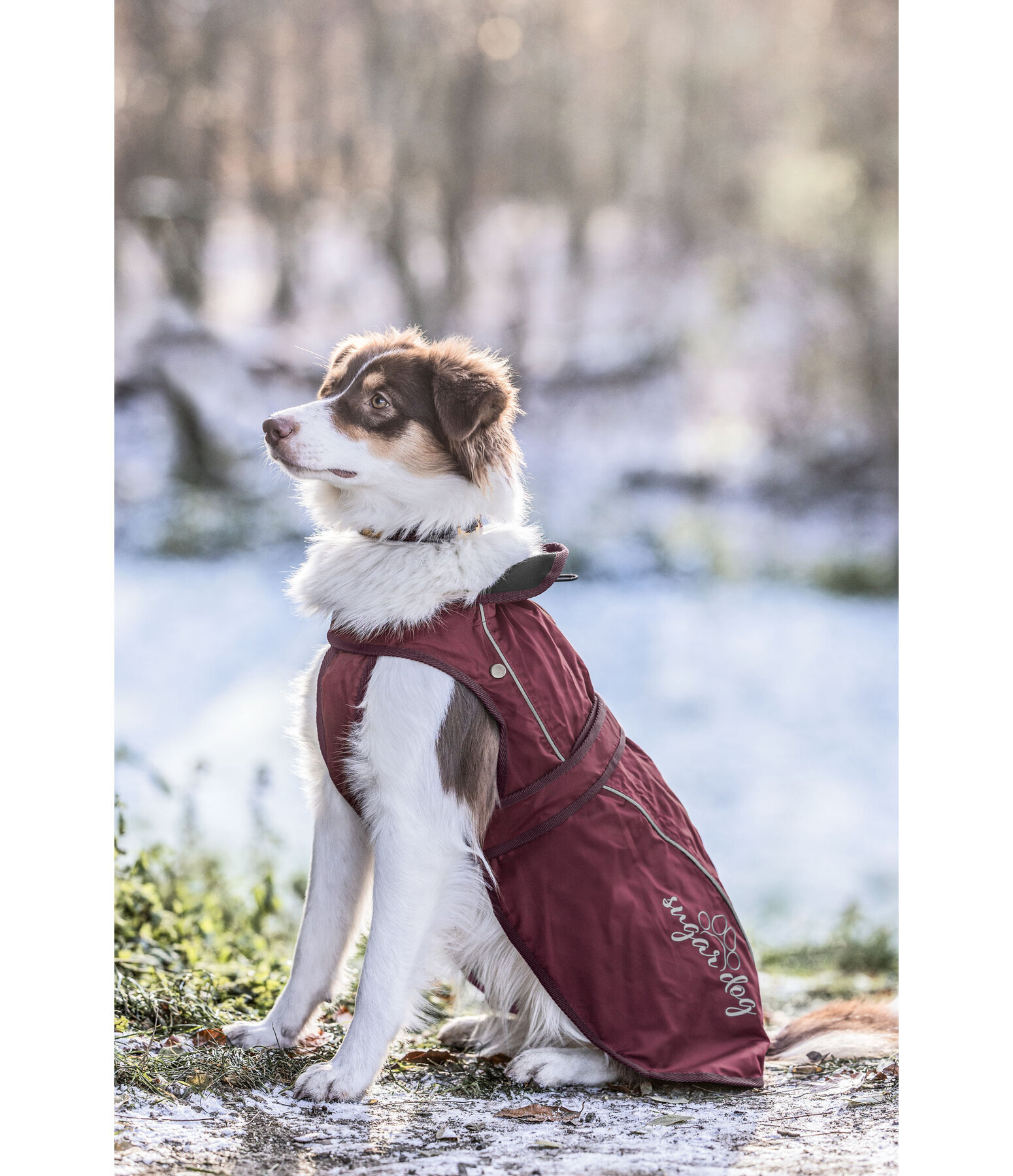 Dog Raincoat Ally 2 in 1