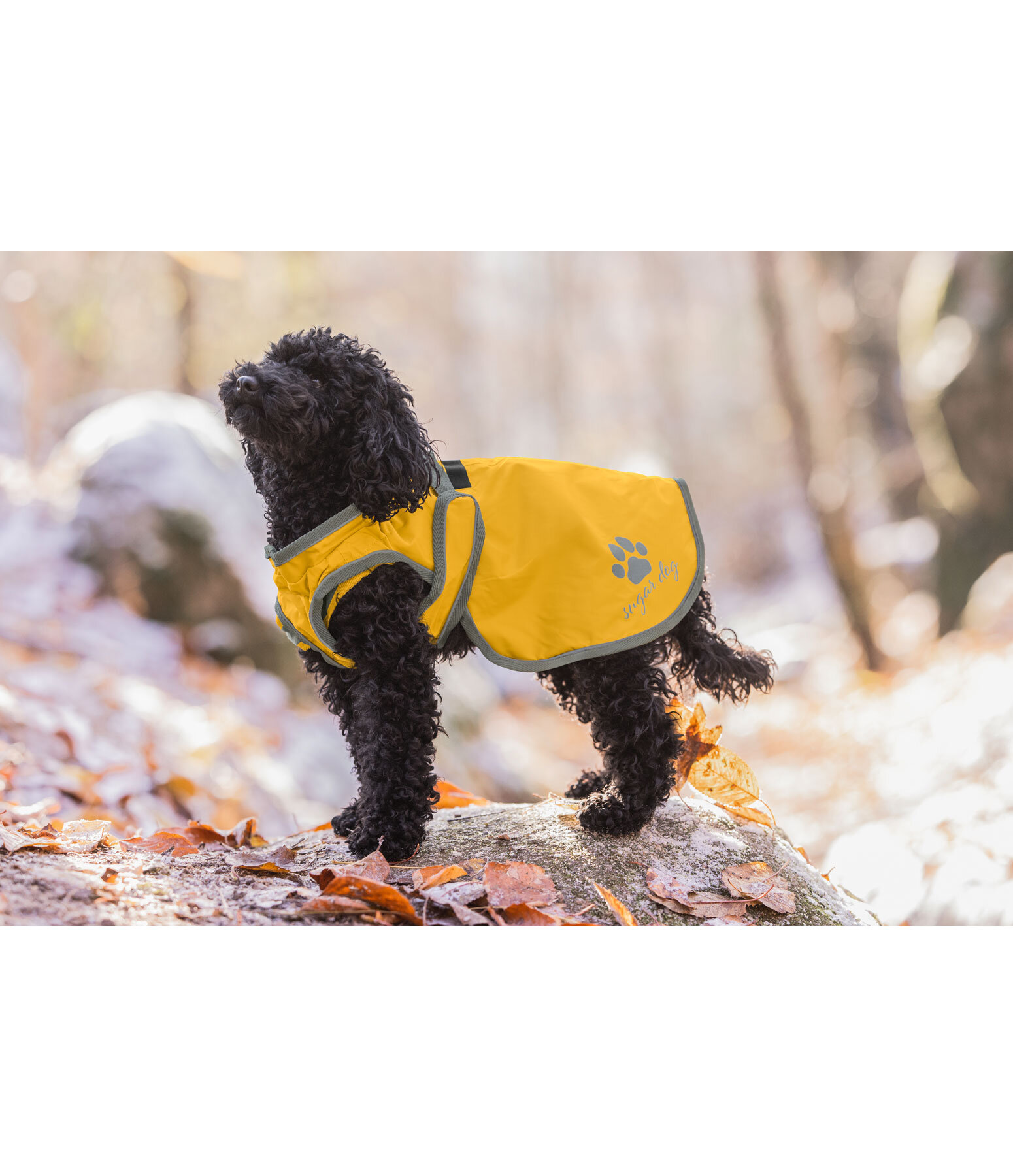 Standard cheap poodle raincoat