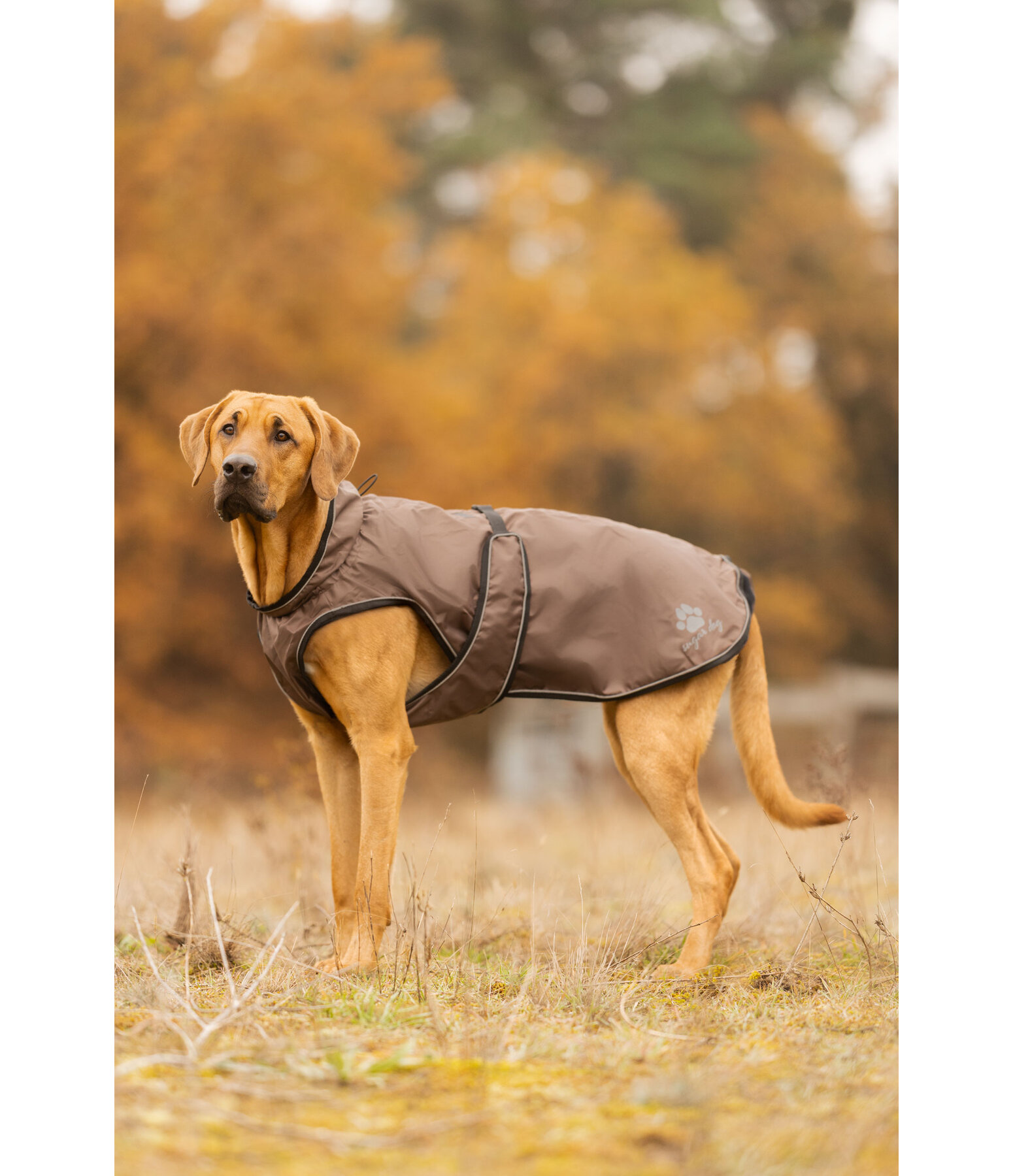 Dog Raincoat Eldoro II with Fleece Undercoat