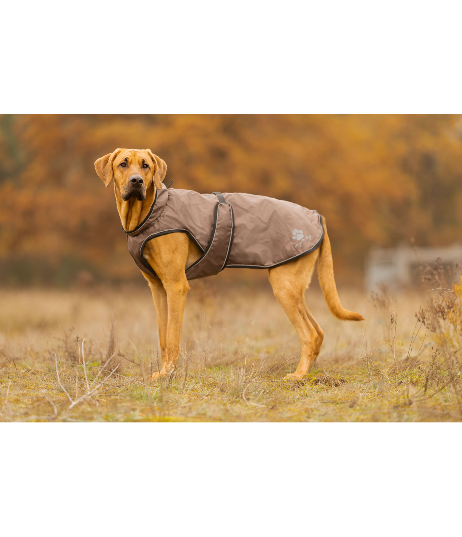 Dog Raincoat Eldoro II with Fleece Undercoat