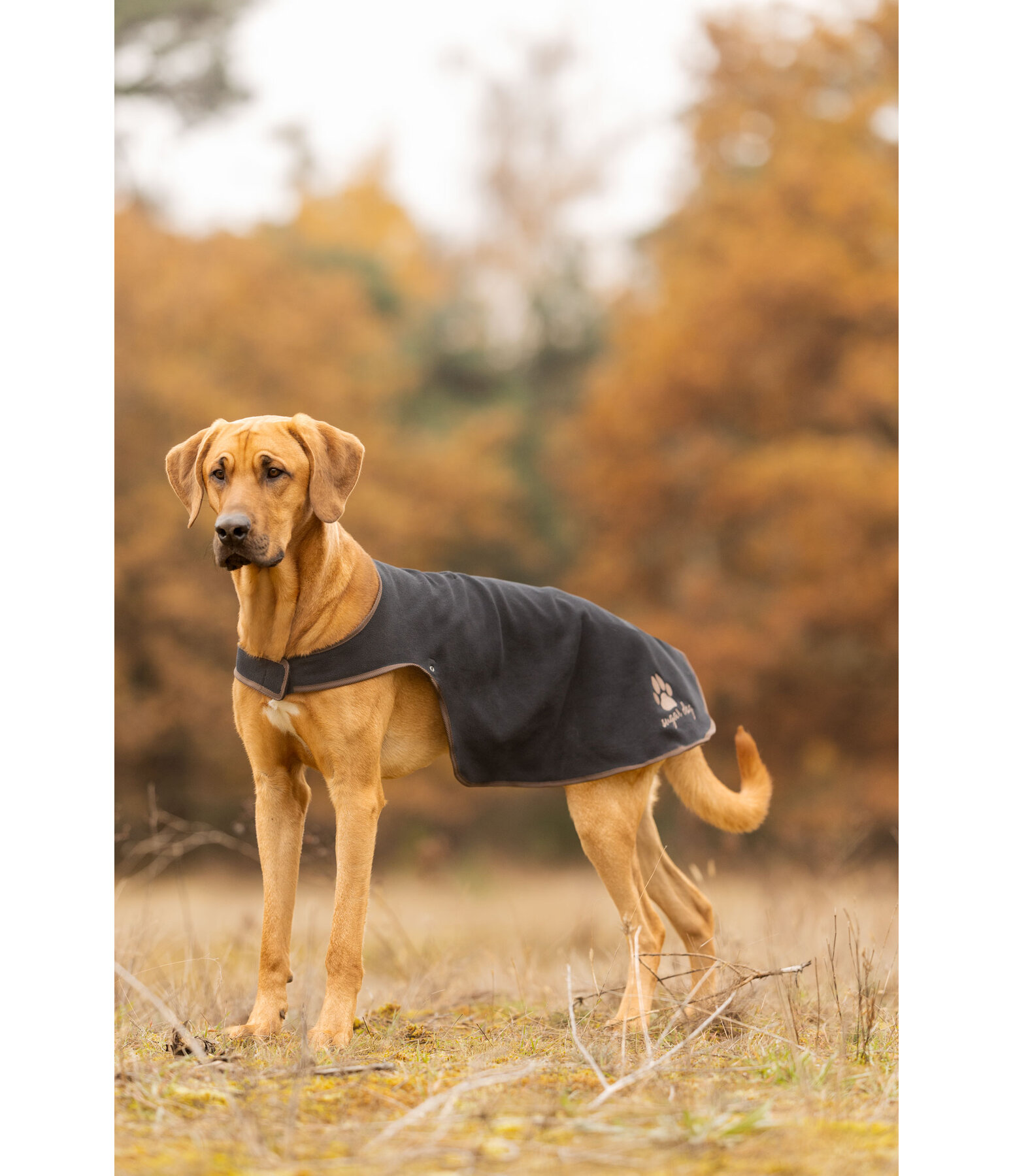 Dog Raincoat Eldoro II with Fleece Undercoat