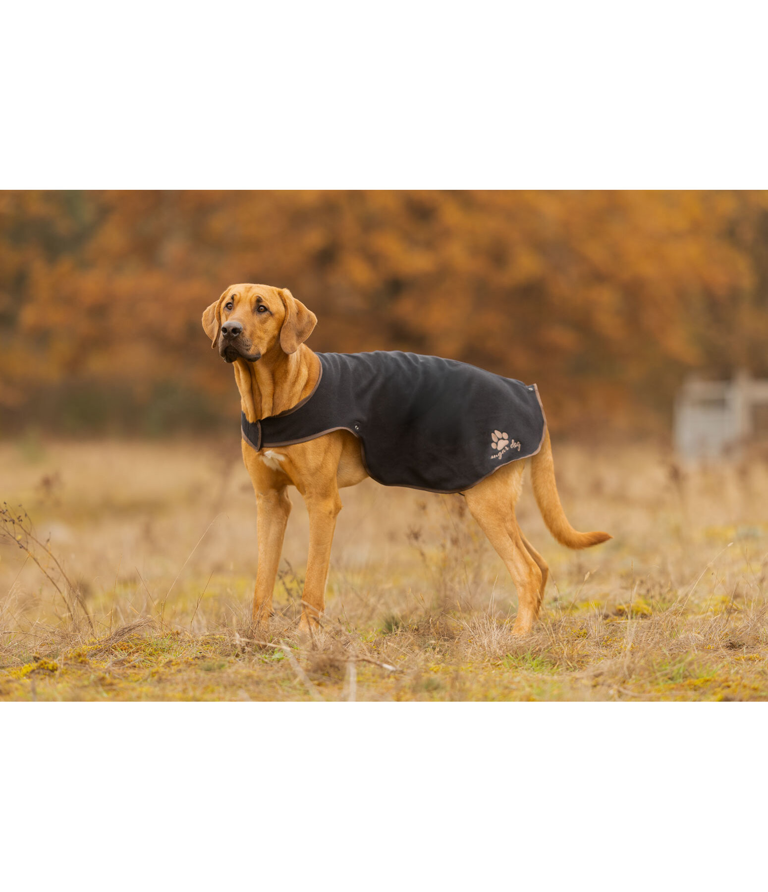 Dog Raincoat Eldoro II with Fleece Undercoat