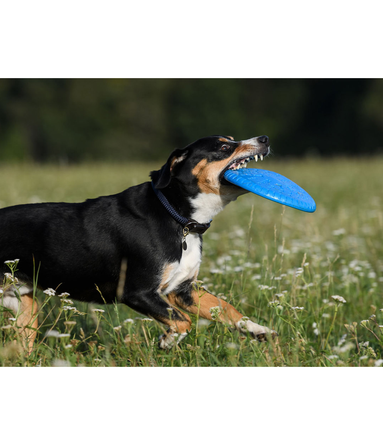 Dog Frisbee Runaway