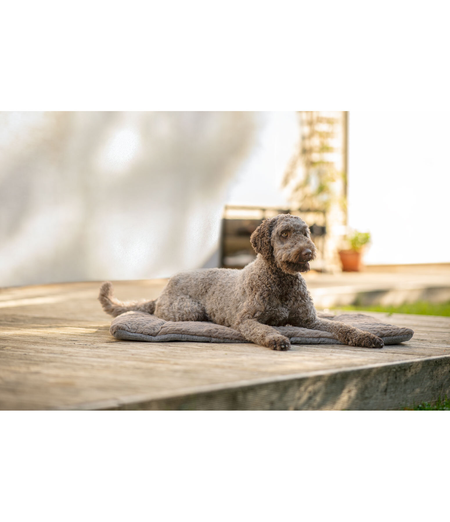 Dog Cushion Let Me Sleep