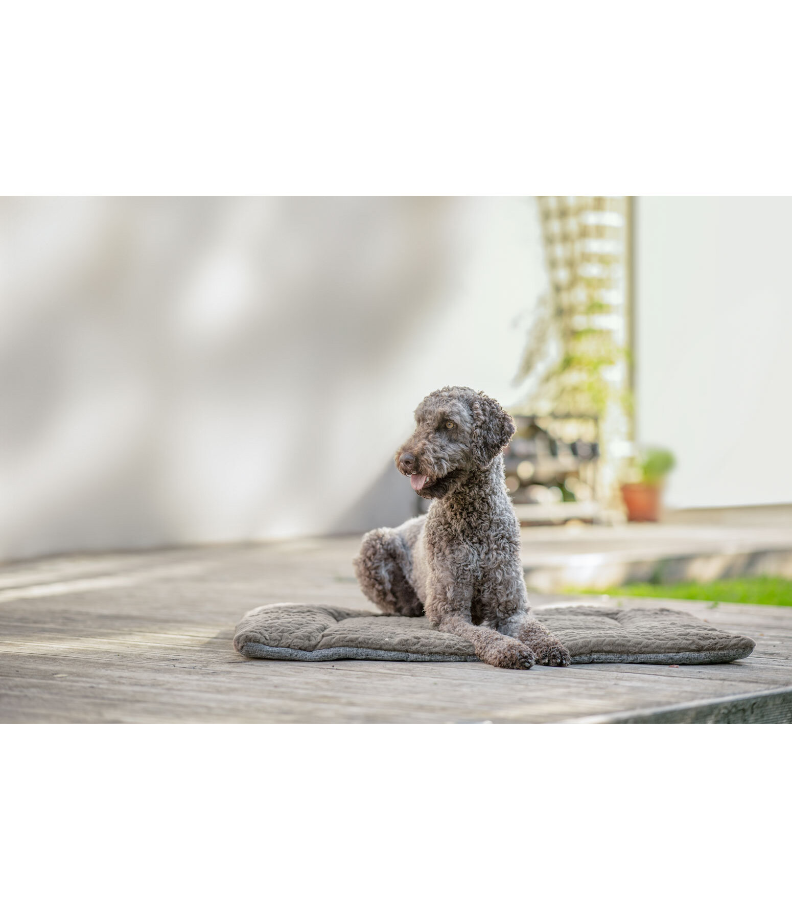 Dog Cushion Let Me Sleep