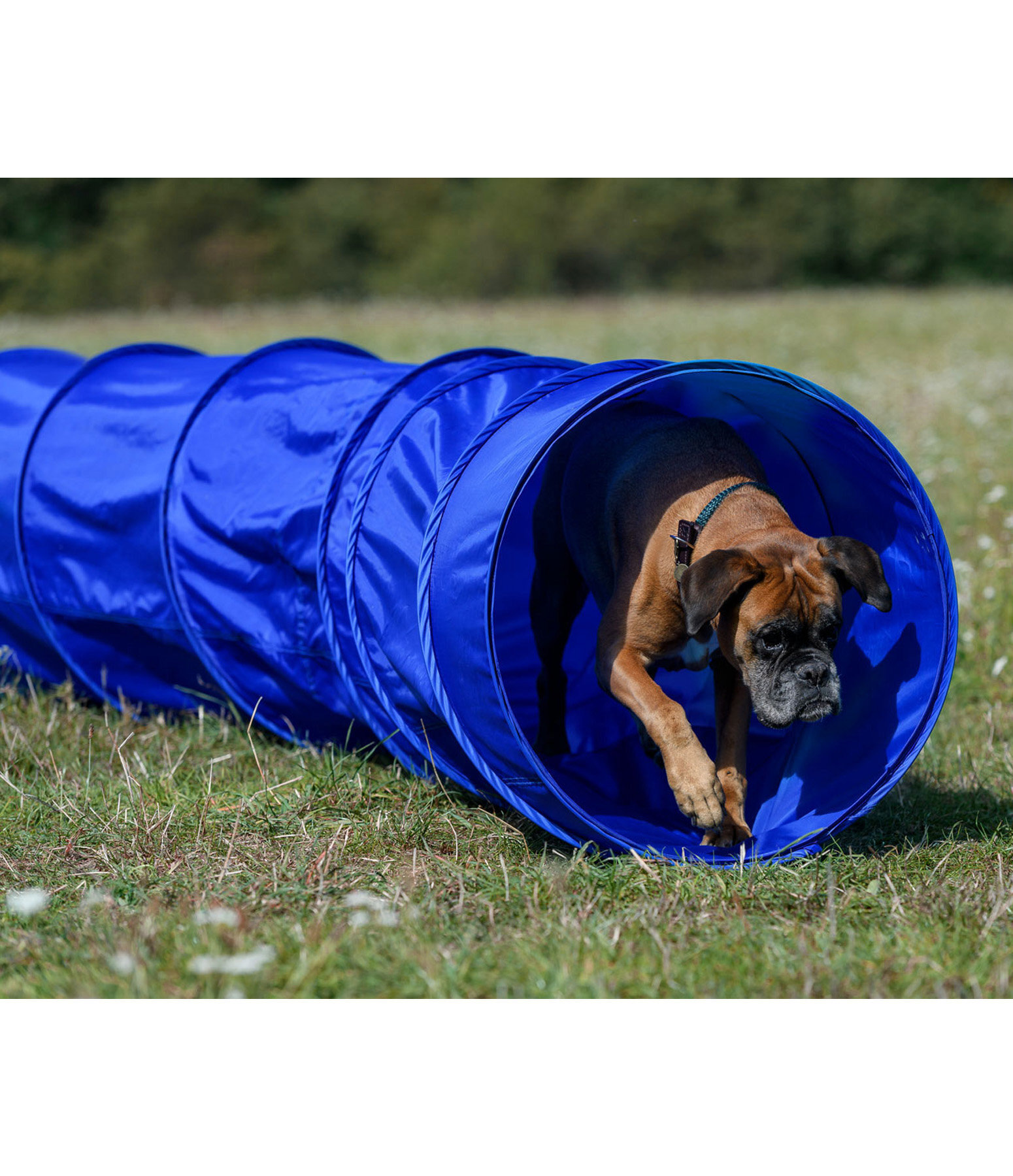 Agility training tunnel for dogs sales