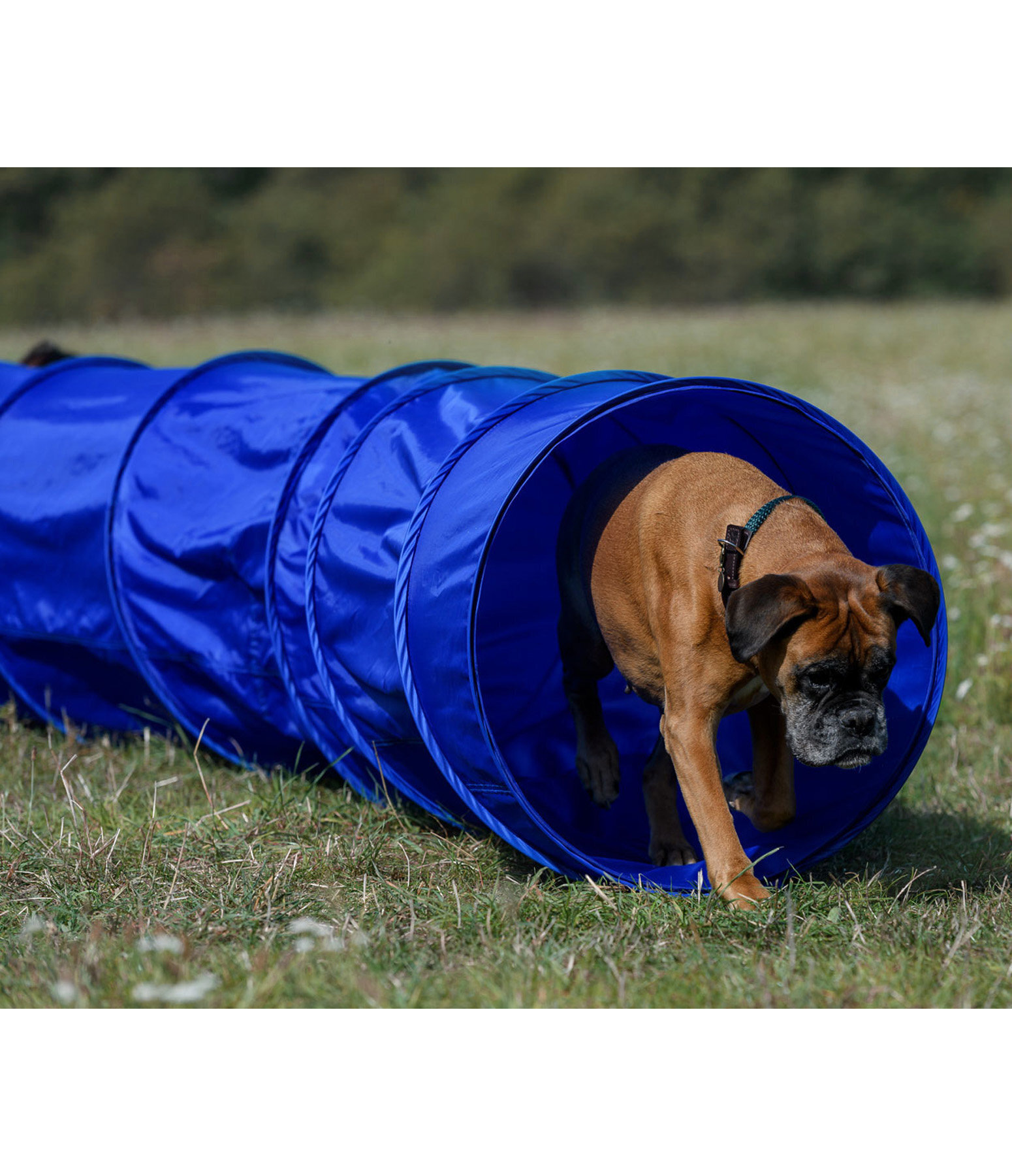 Large dog hot sale agility tunnel