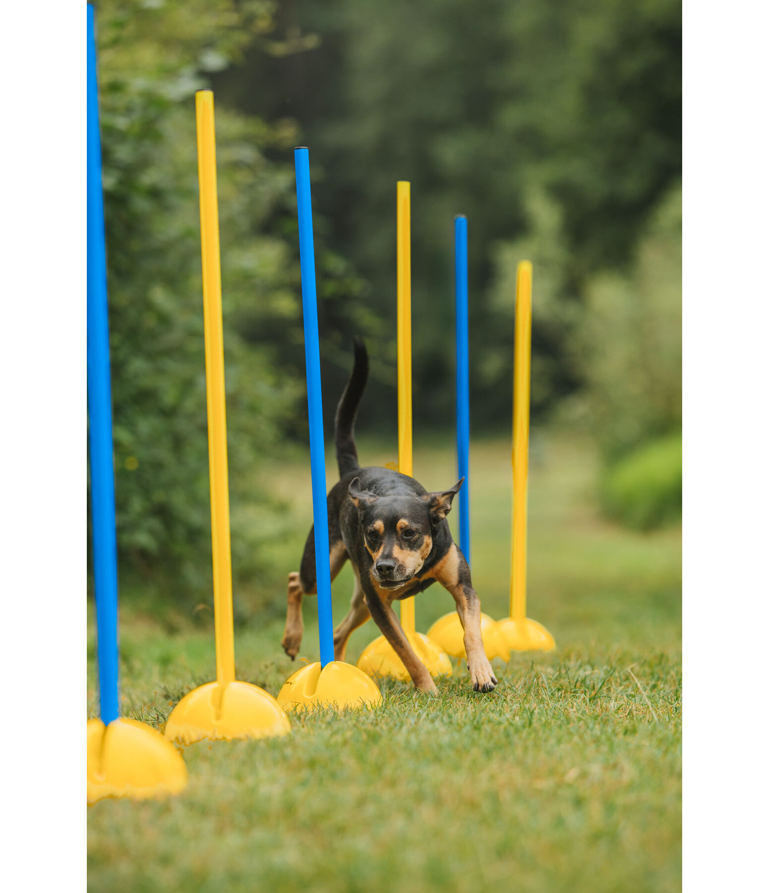Agility Pole