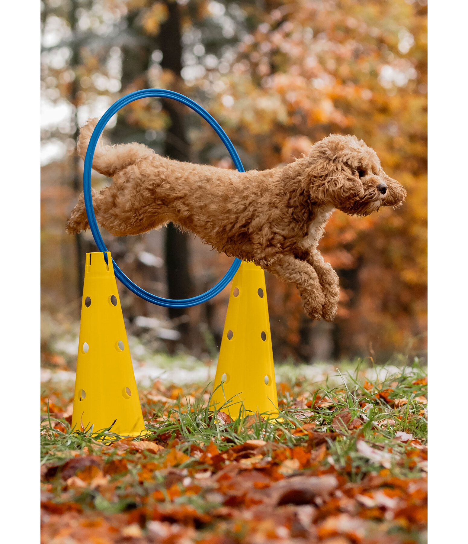 Dog agility cones with holes hot sale