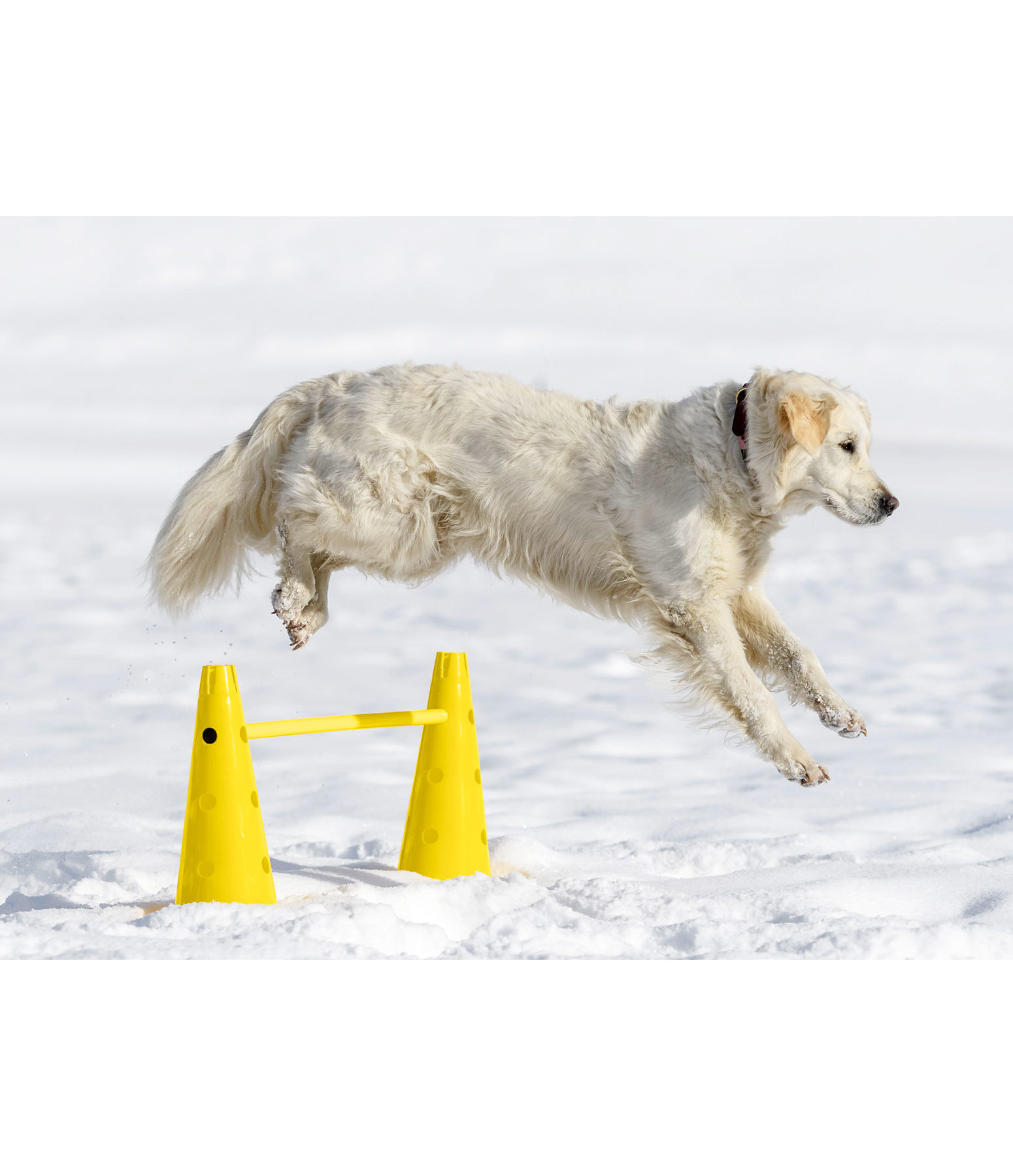 Dog agility cones with holes clearance