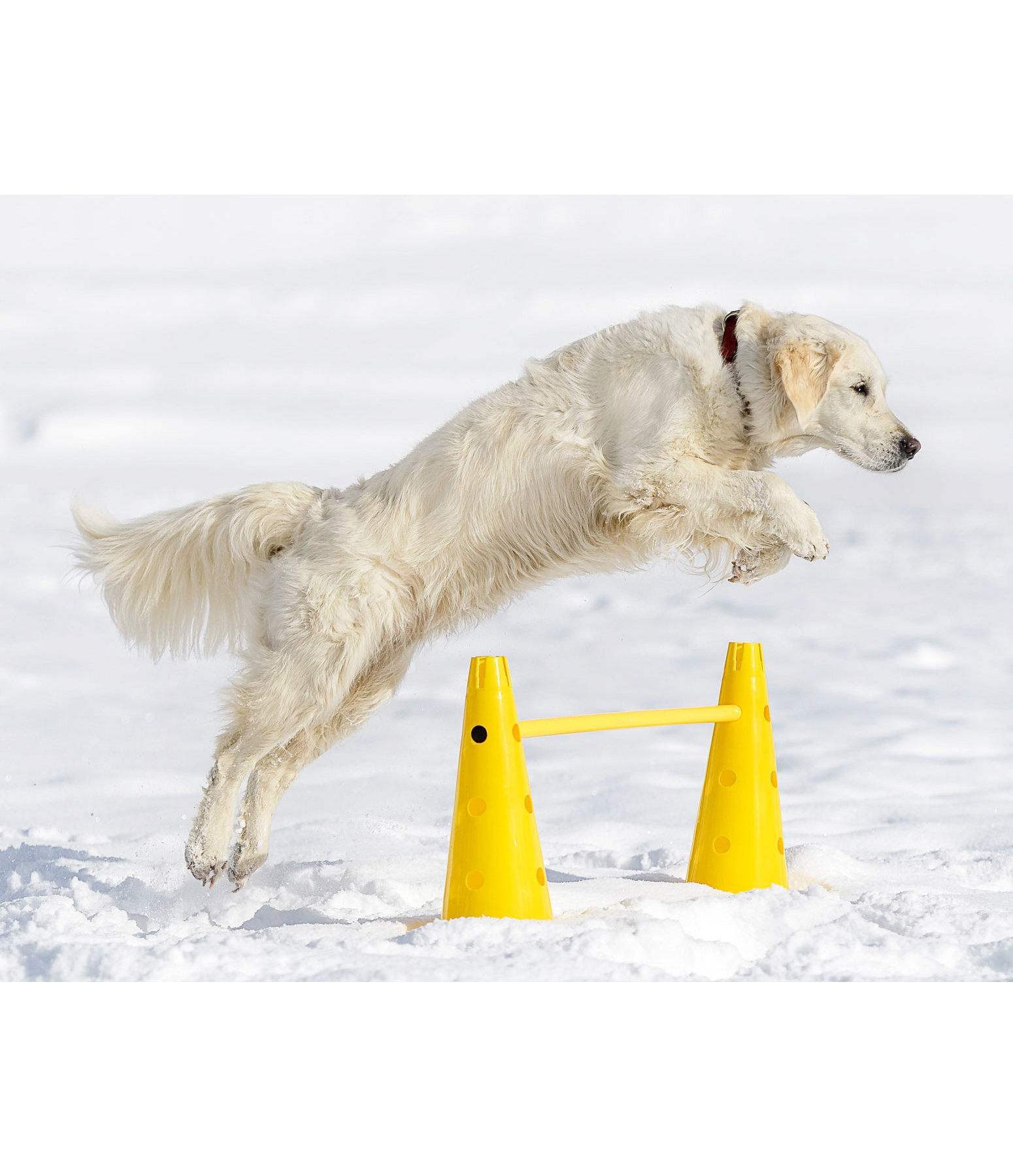 Agility Cones Dog Activities Kramer Equestrian