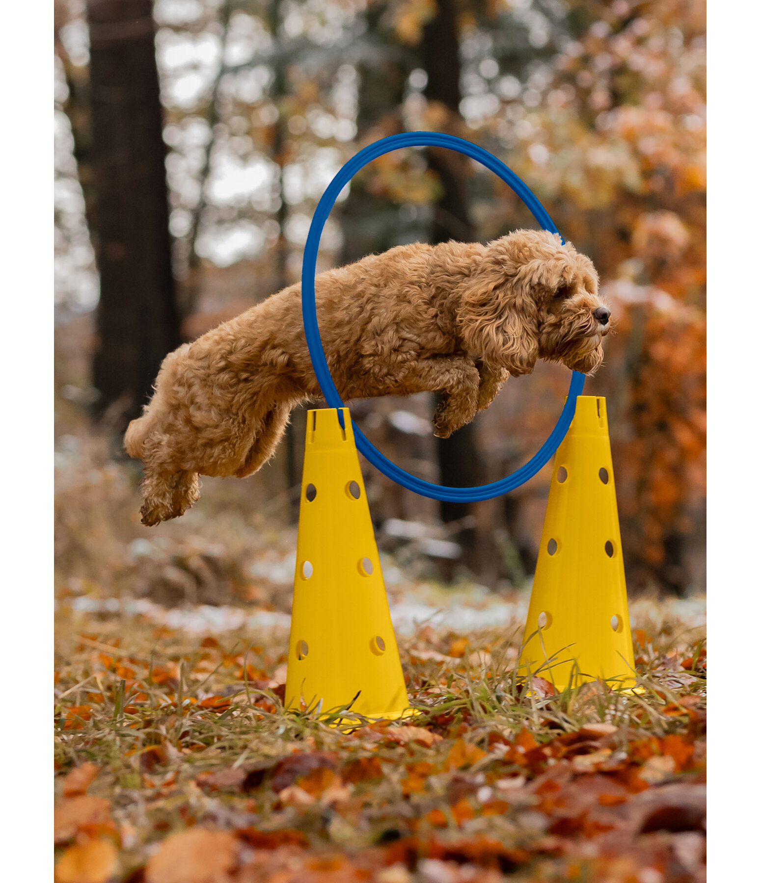 Agility Hoop