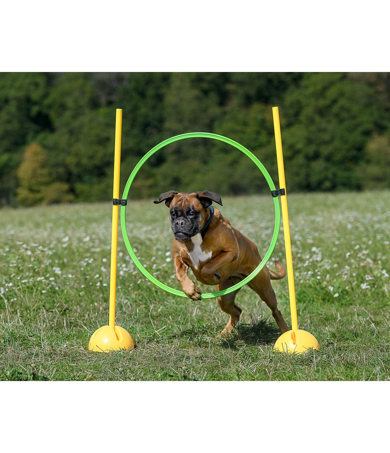 Agility Hoop