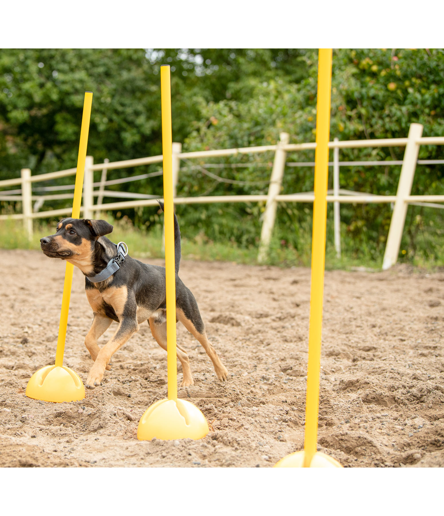 Agility Stands