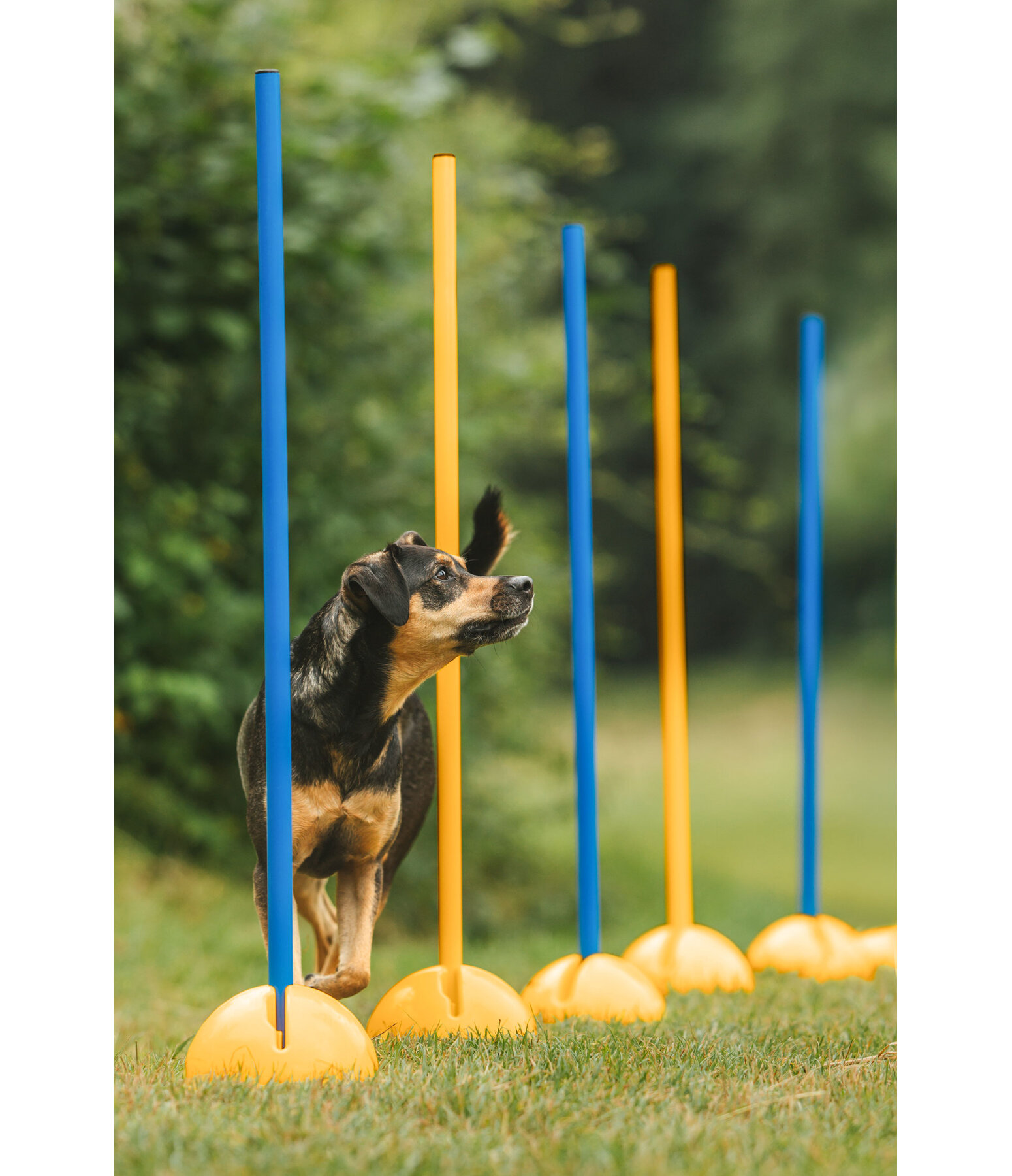 Agility Stands