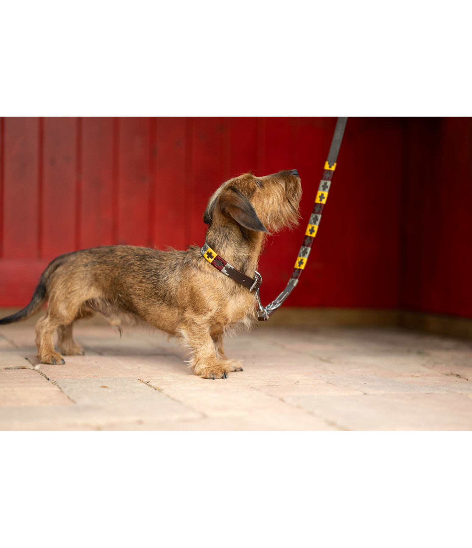 Leather Dog Collar and Lead Polo Sports