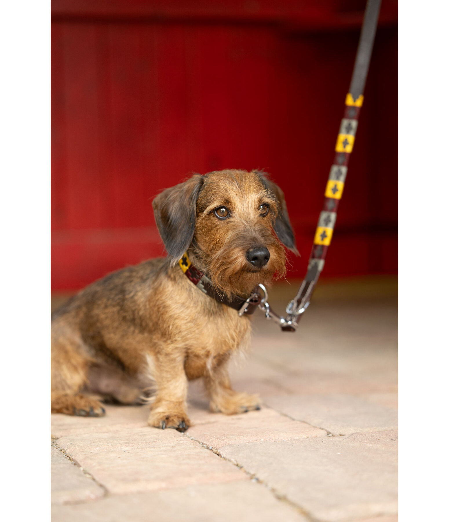 Leather Dog Collar and Lead Polo Sports