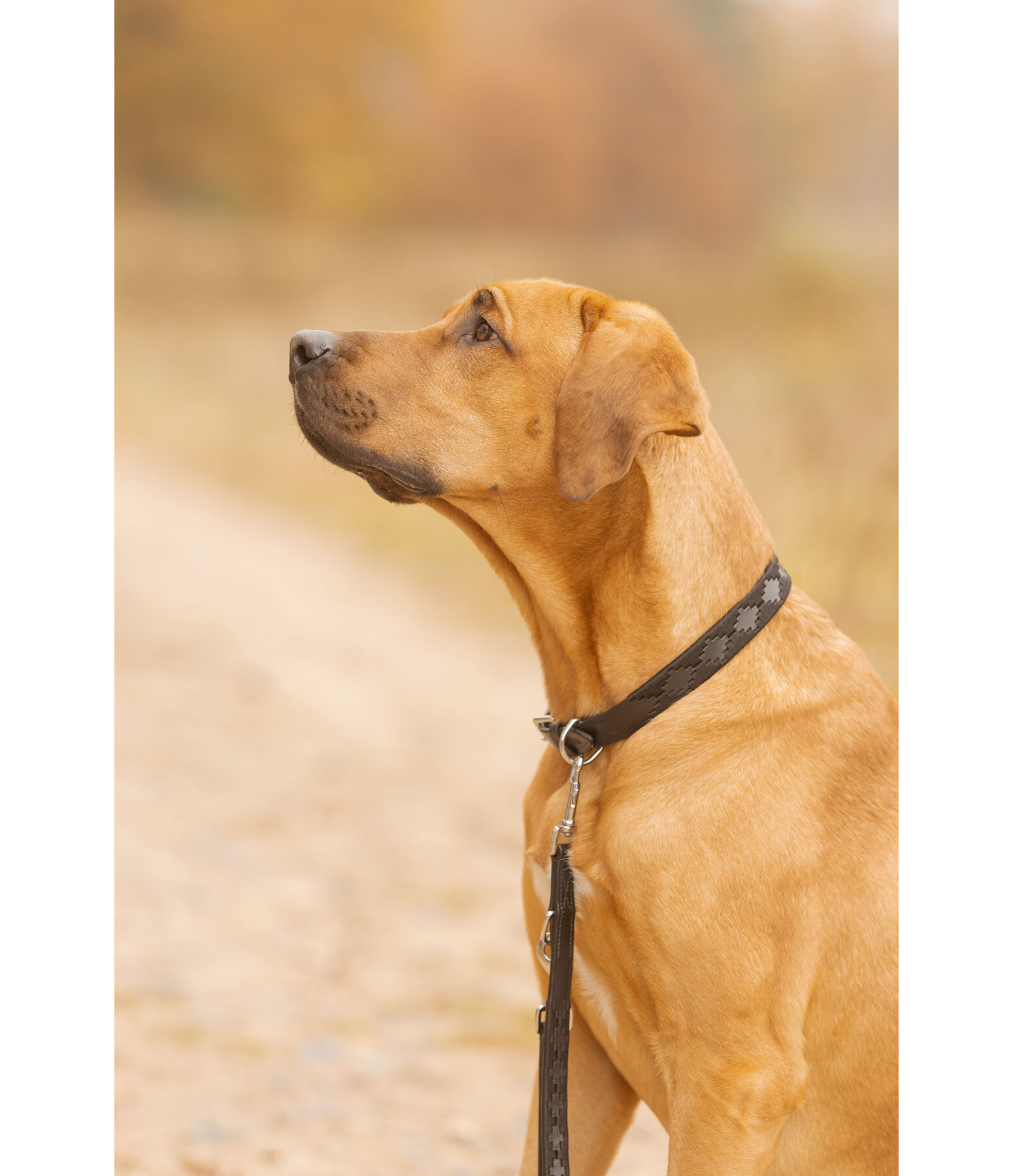 Leather Dog Collar and Lead Polo Sports