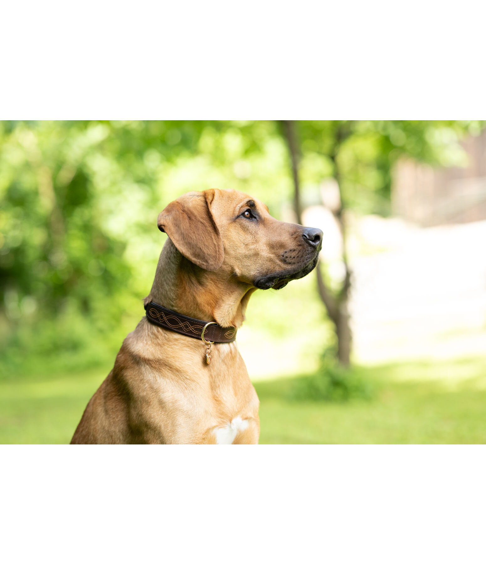 Leather Dog Collar Livorno