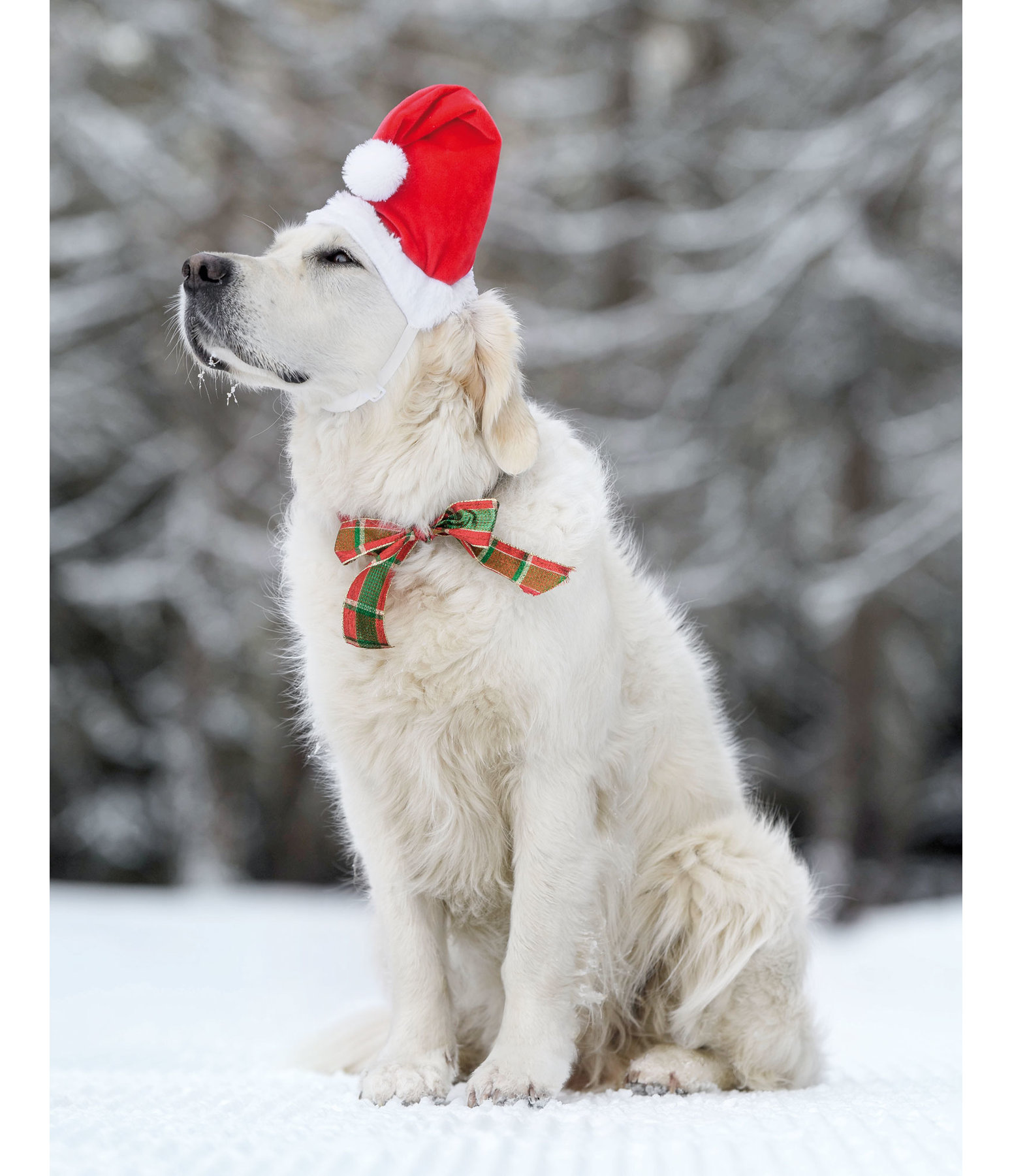 Dog with cheap santa hat