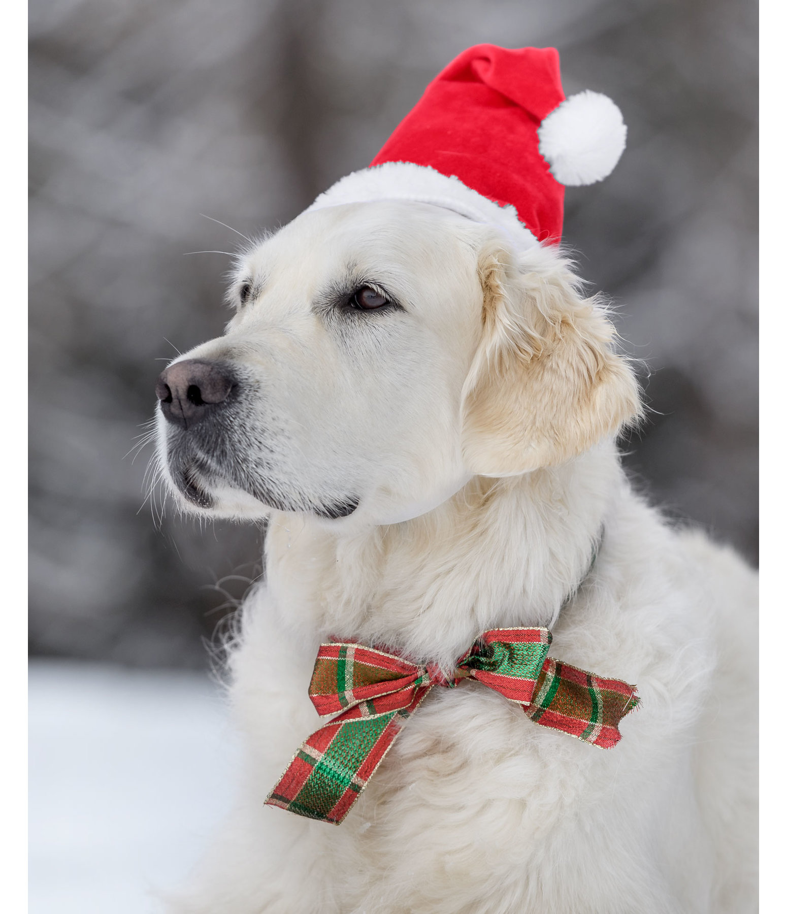 Santa hats for shop dogs