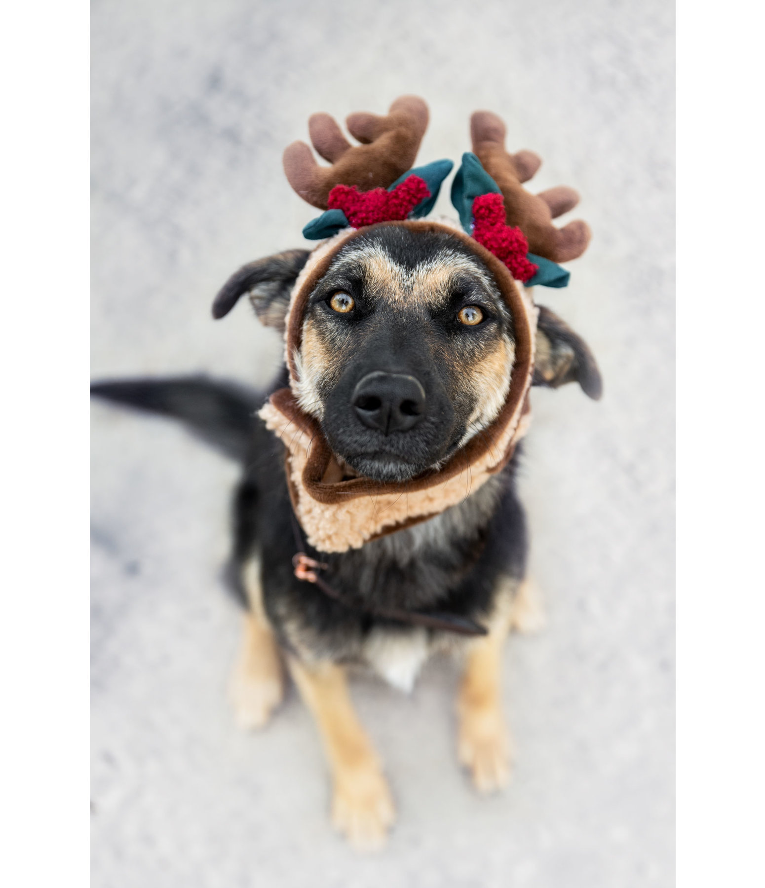 Christmas Antlers Rudolph for Dogs