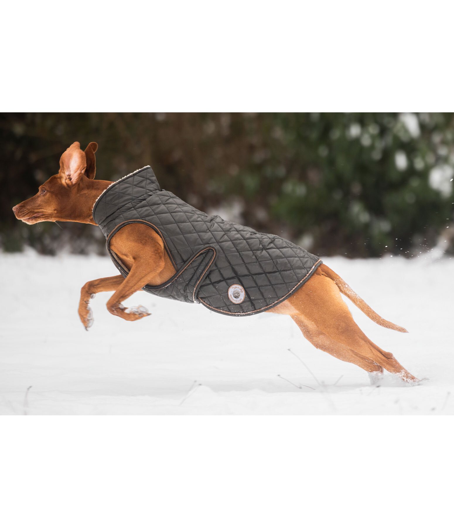 Dog Coat Archie with Teddy Fleece Lining, 160 g