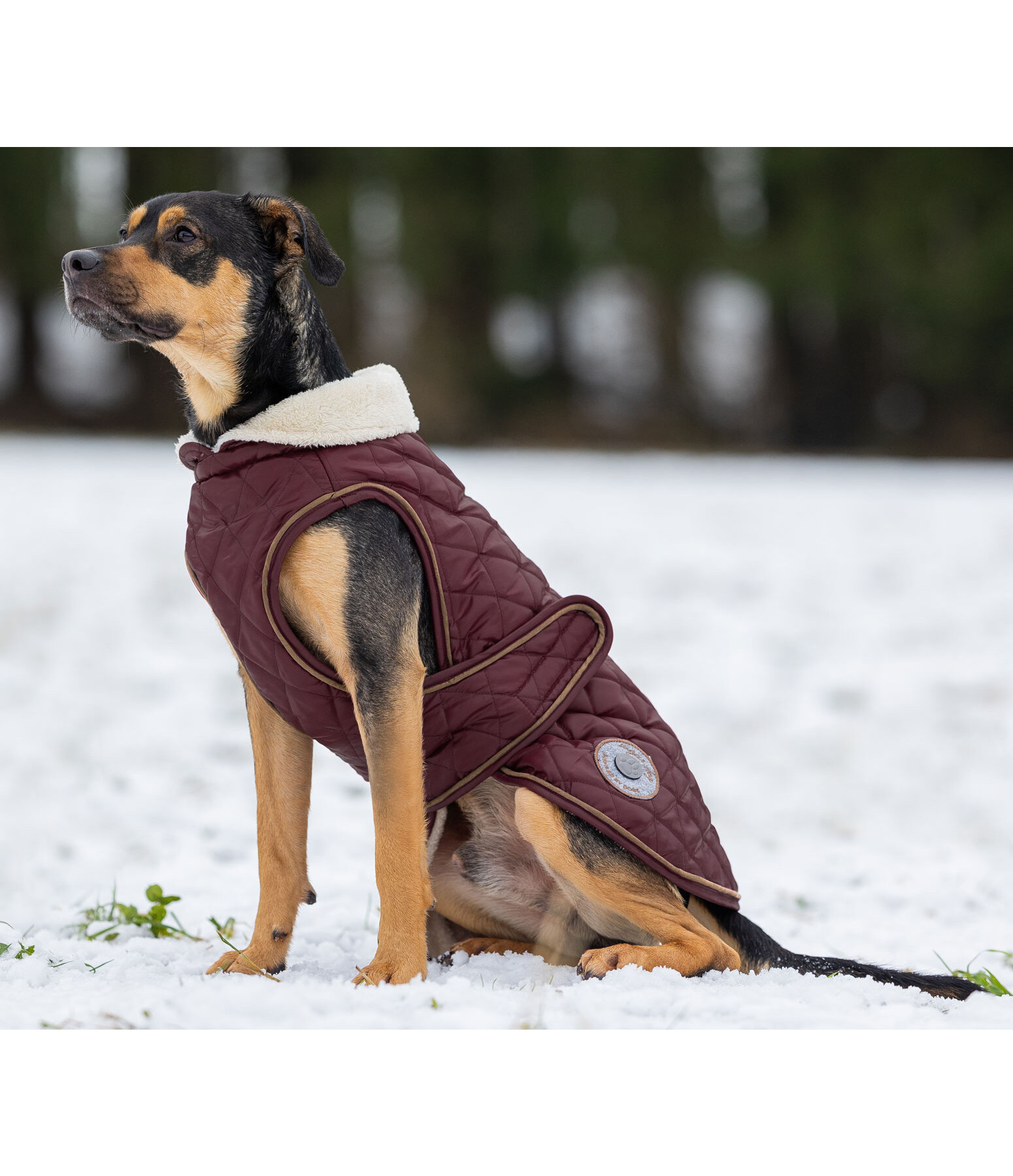 Dog Coat Archie with Teddy Fleece Lining, 160 g