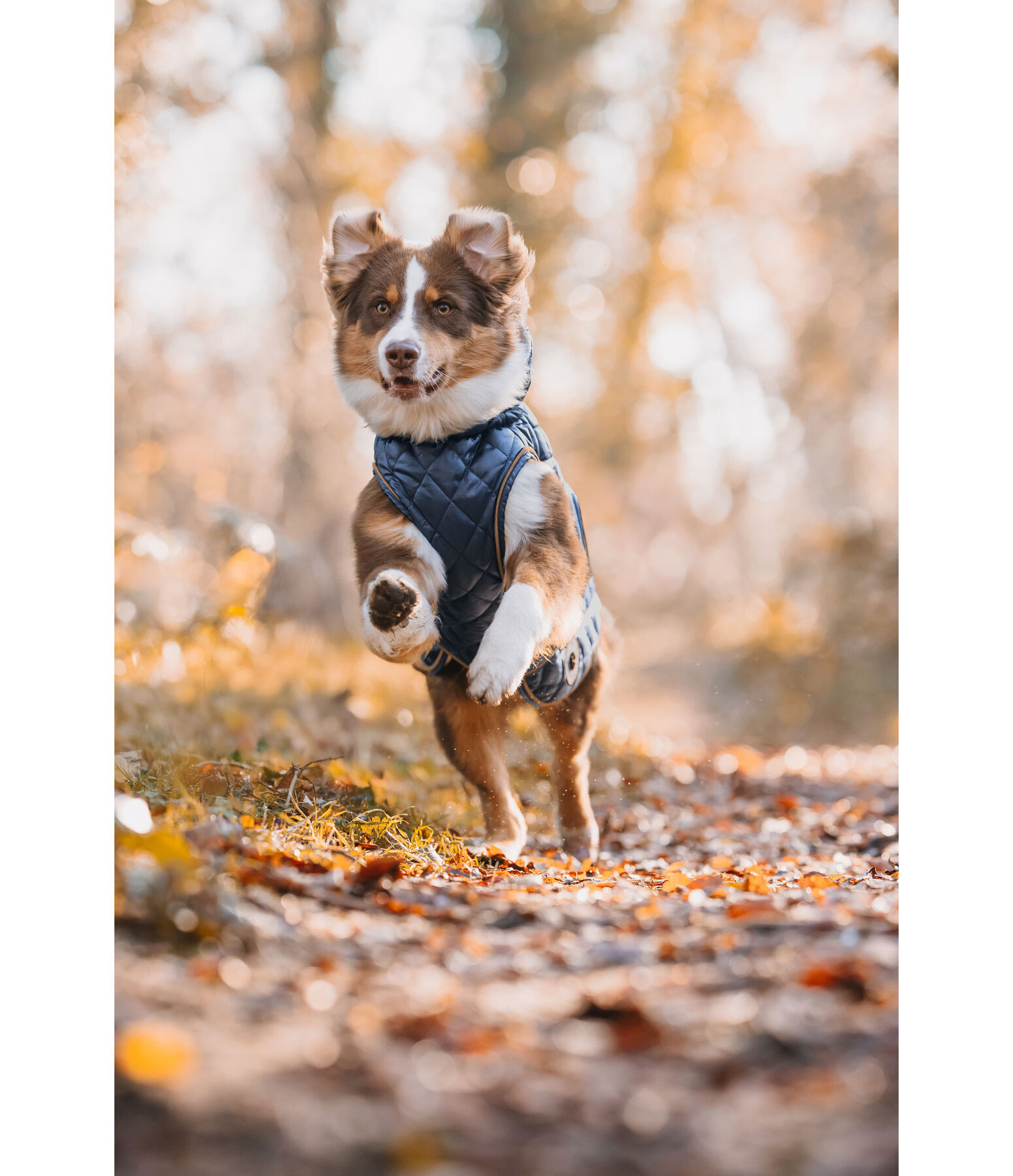 Dog Coat Archie with Teddy Fleece Lining, 160 g