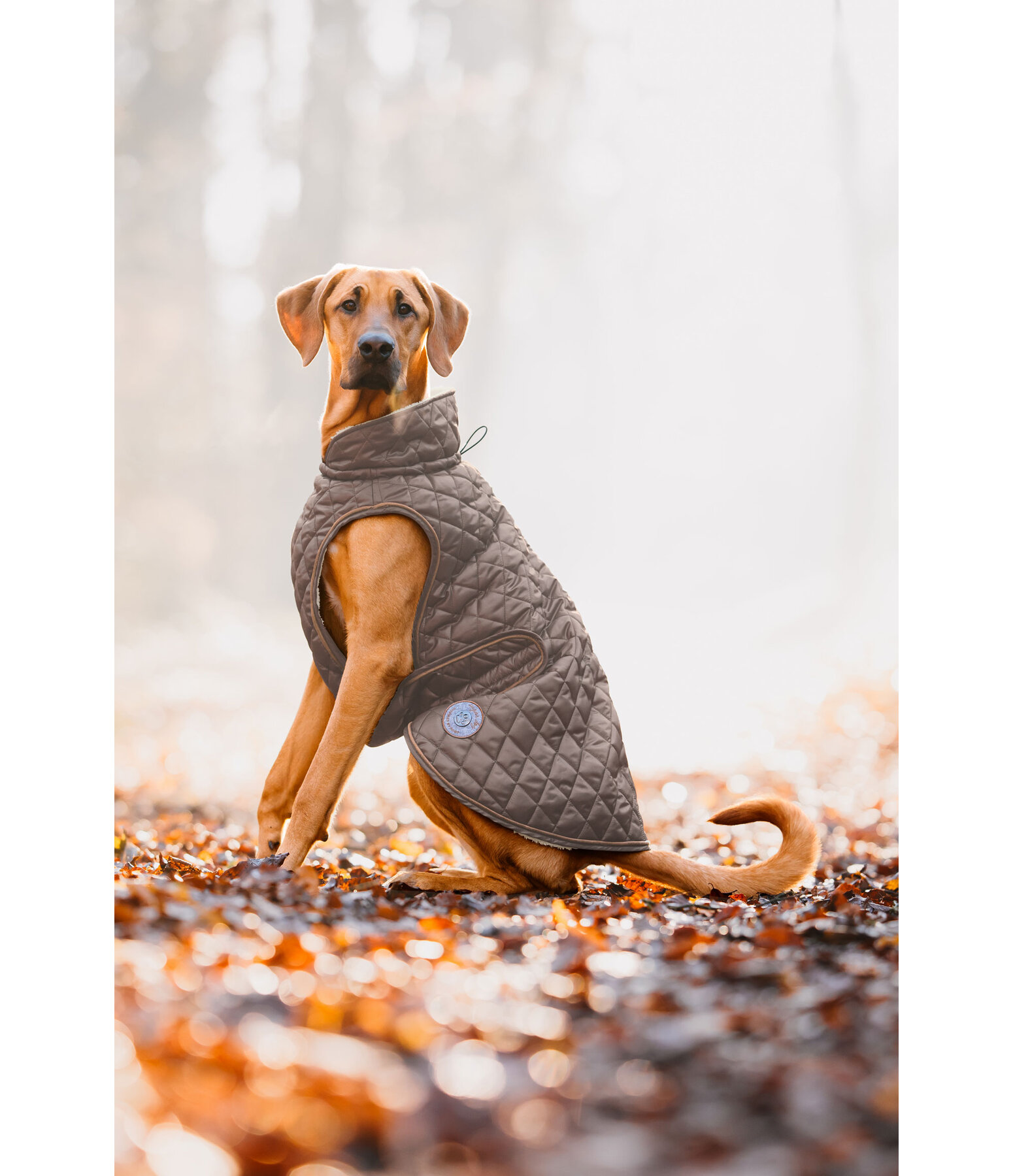 Dog Coat Archie with Teddy Fleece Lining, 160 g