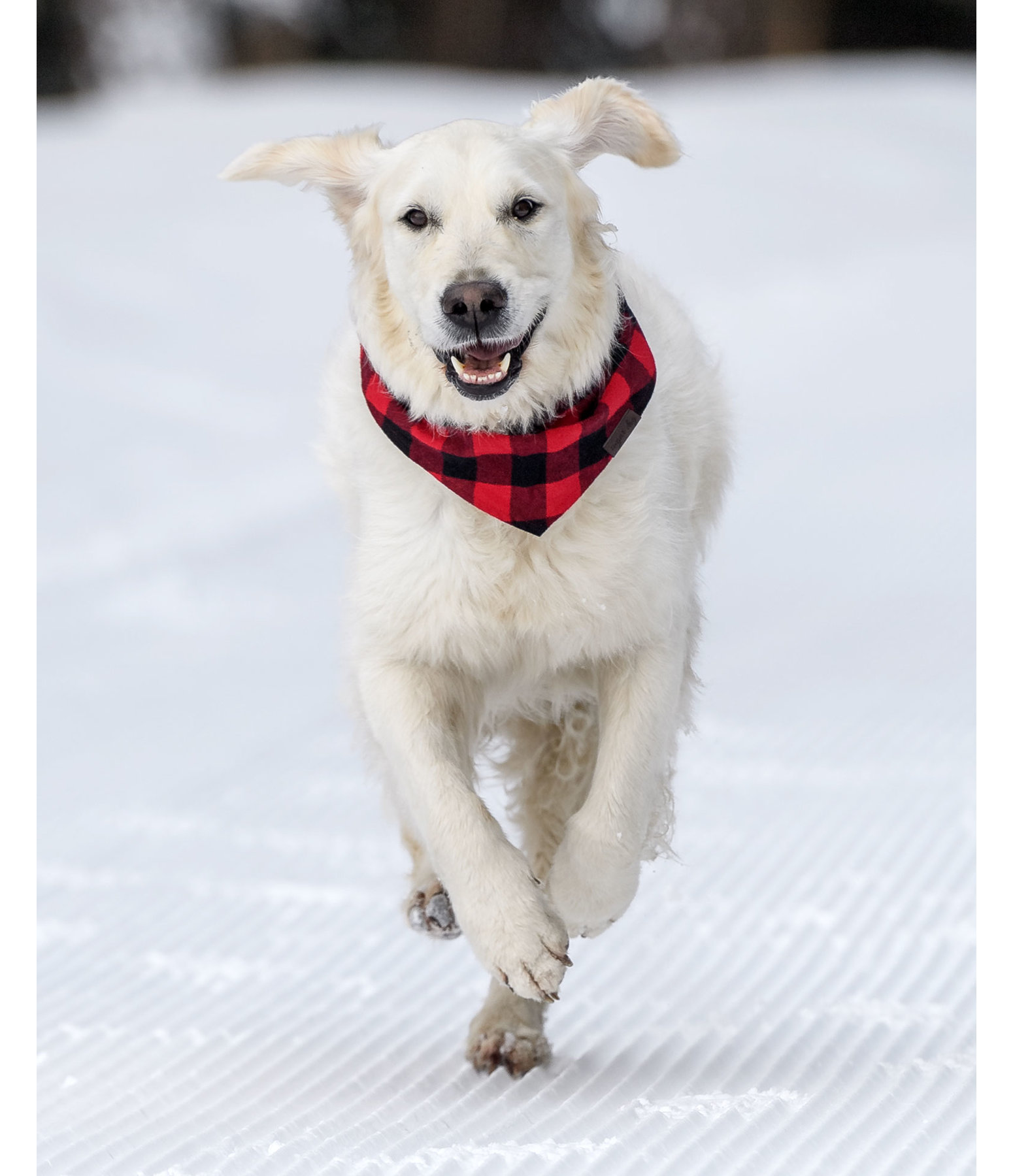 Dog Scarf Henry