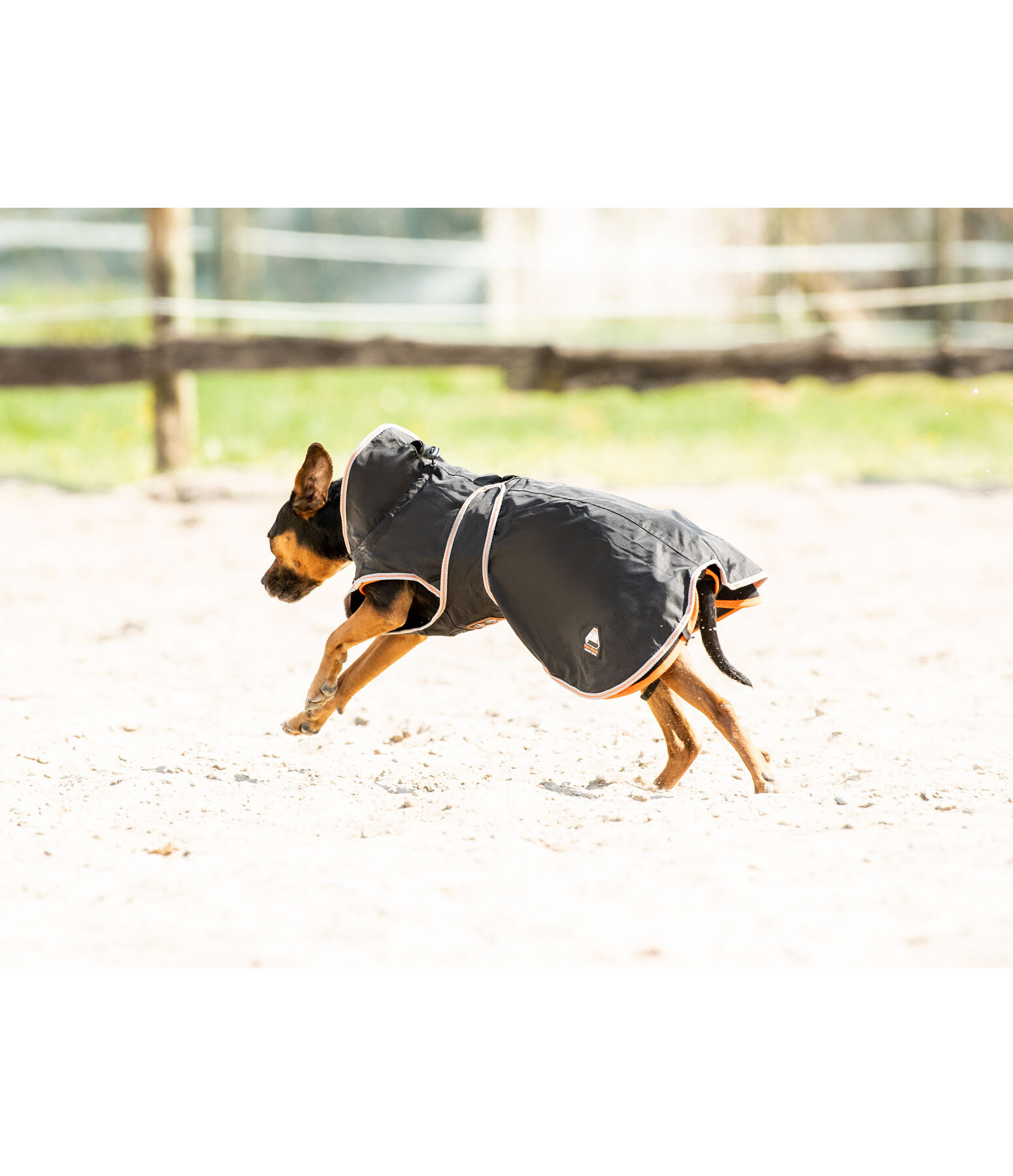 Dog Coat Ceramic Rehab