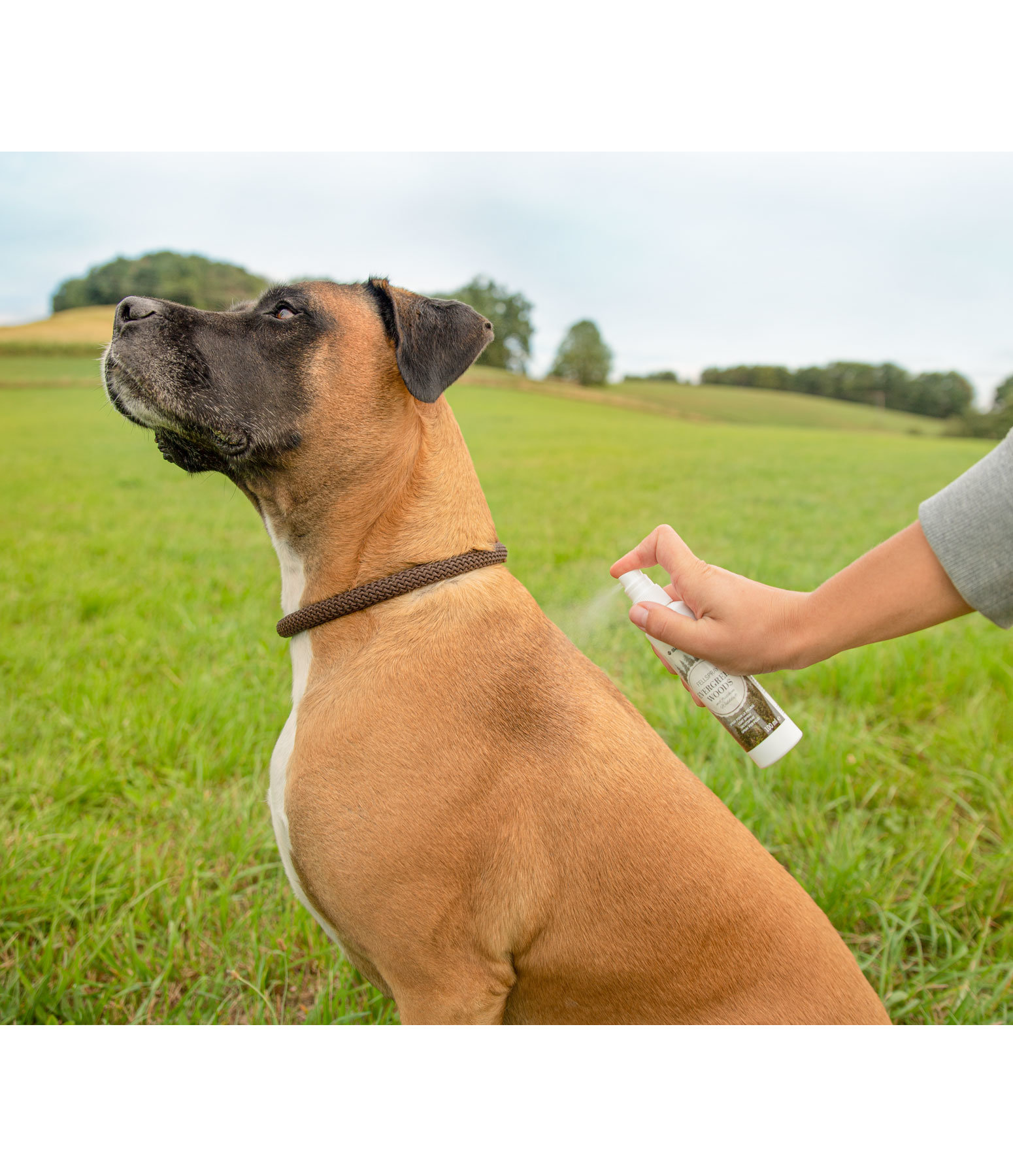 Dog Coat Evergreen Woods