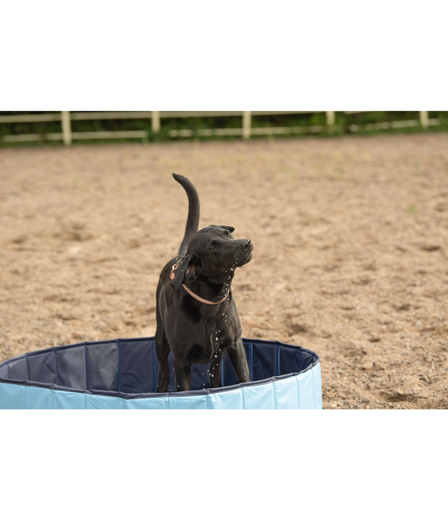 Lidl dog shop paddling pool