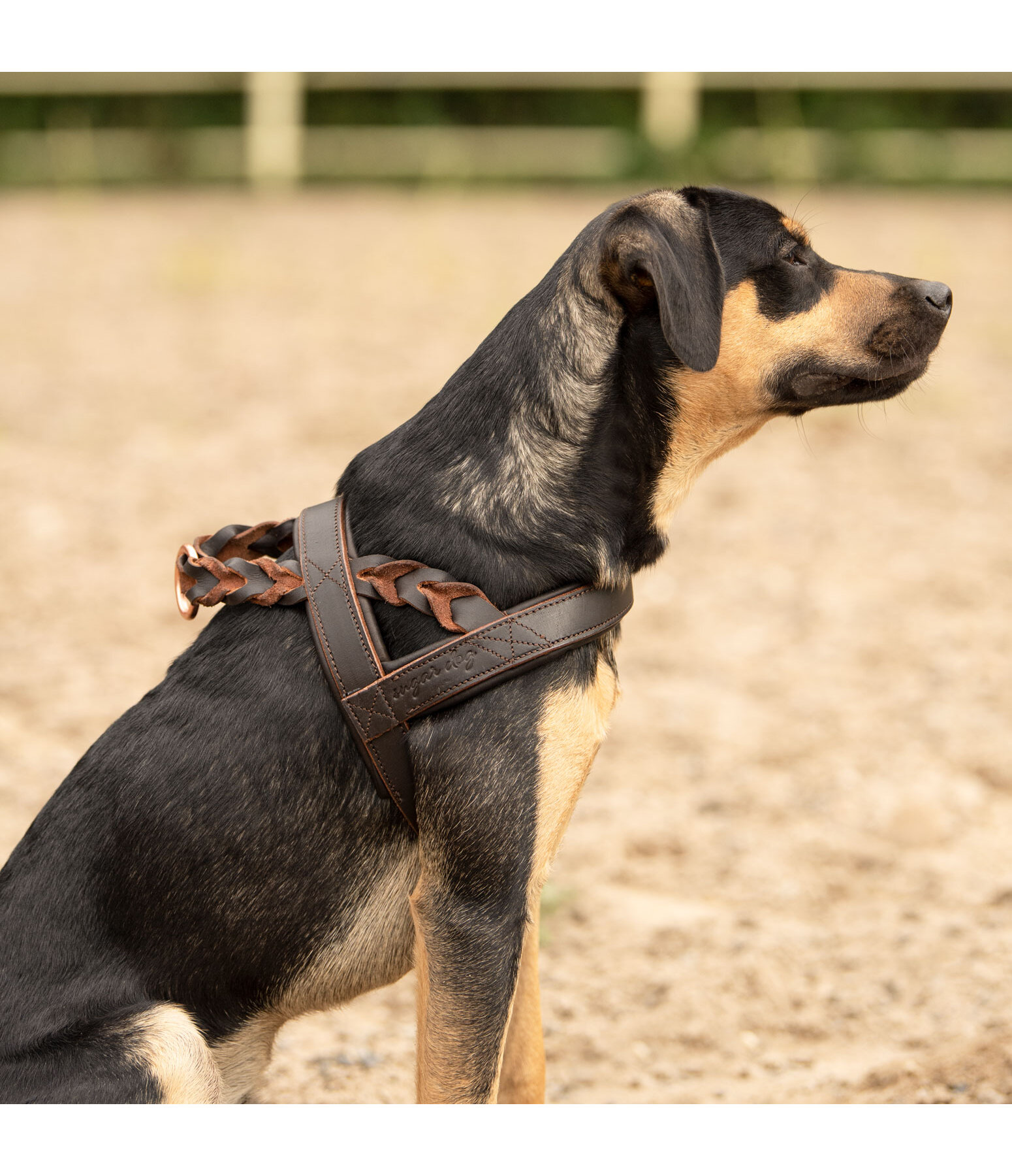 Woven Leather Dog Harness Vincenzo