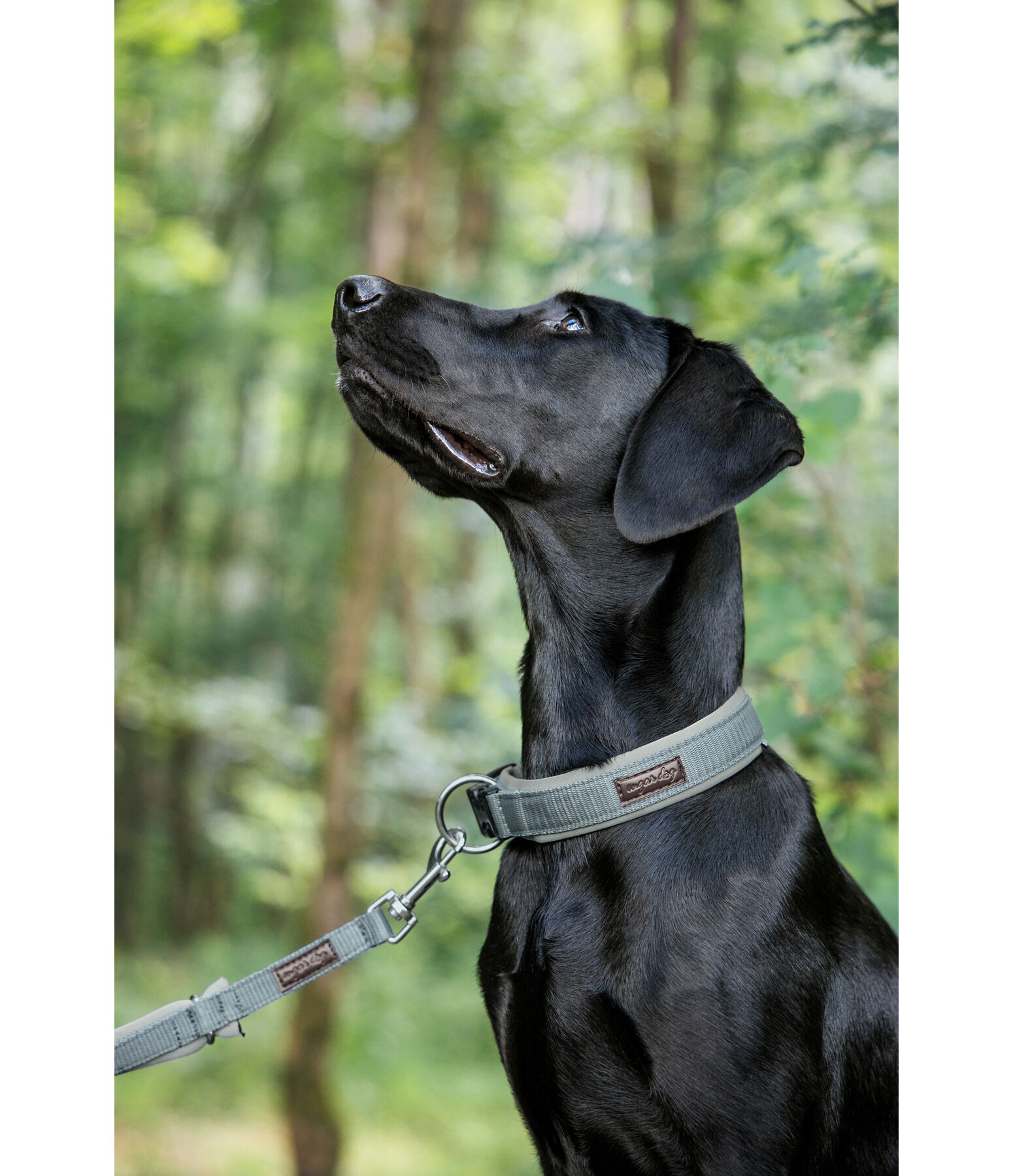 Dog Collar Becks