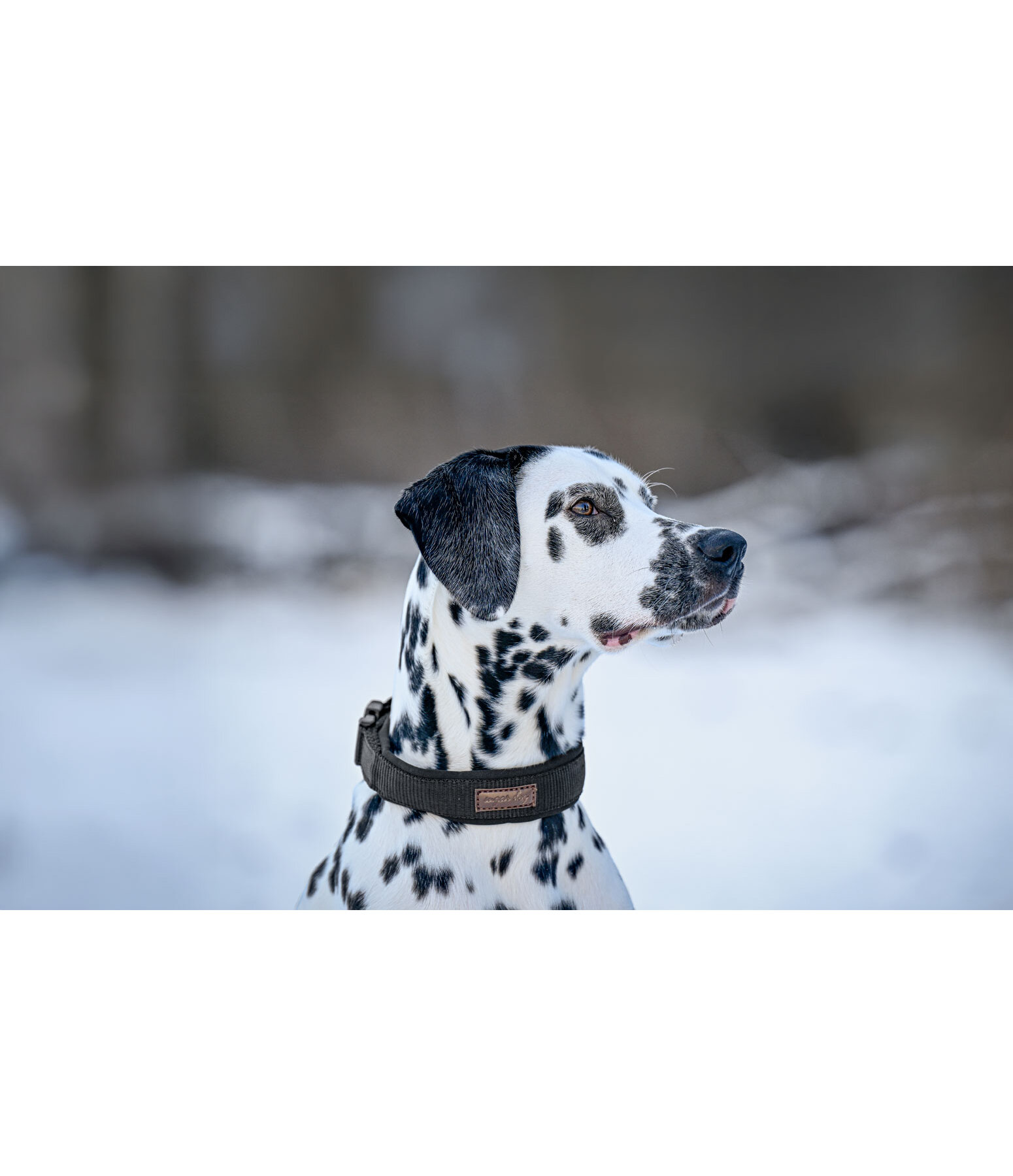 Dog Collar Becks