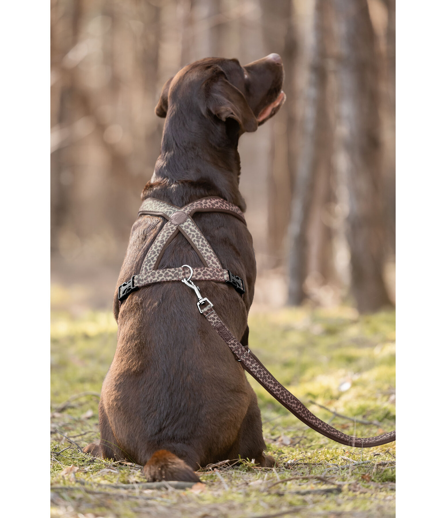 Dog Lead Jade