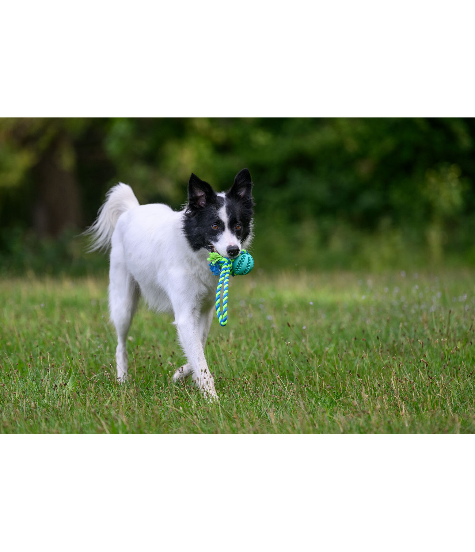 Toothbrush Dog Toy Cleo