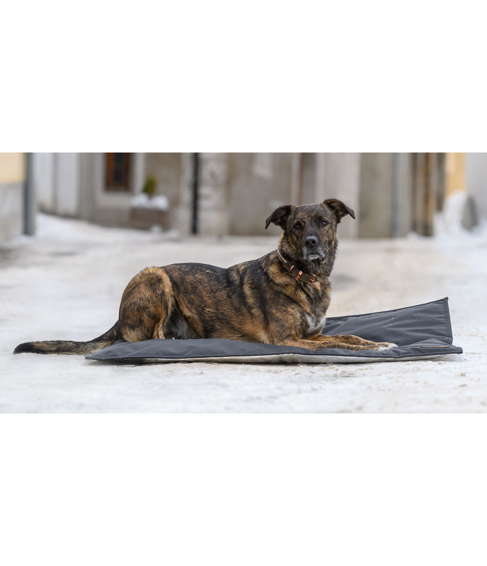 Thermal Dog Blanket Ceramic Rehab