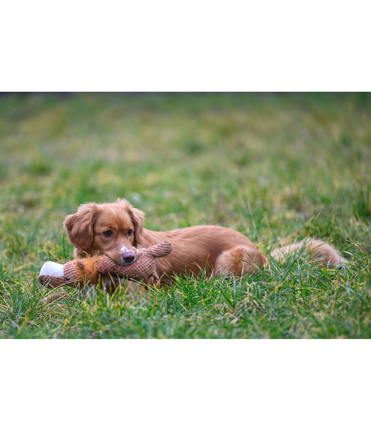 Cuddly Lion Dog Toy Lio