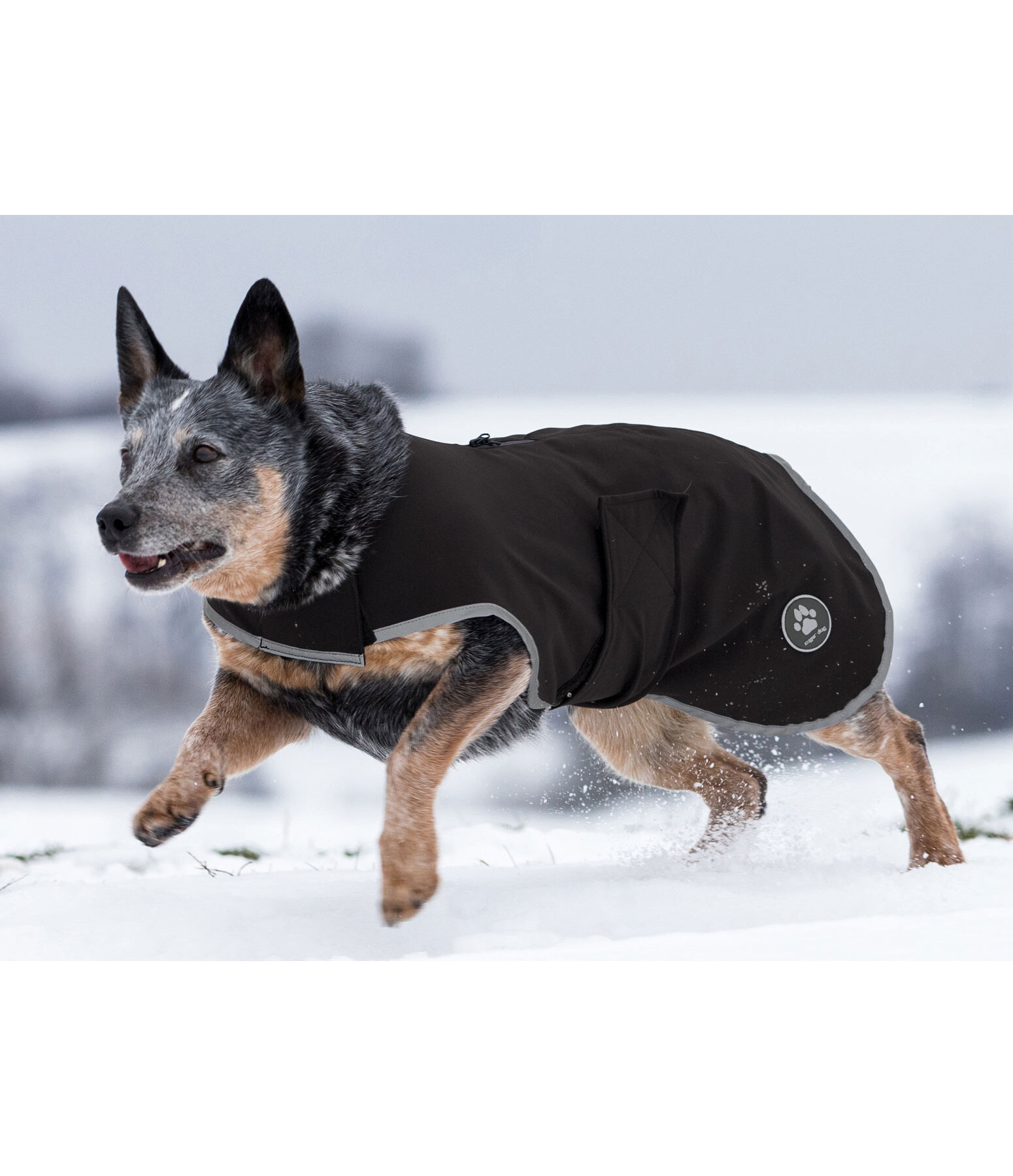 Soft shell dog new arrivals coat