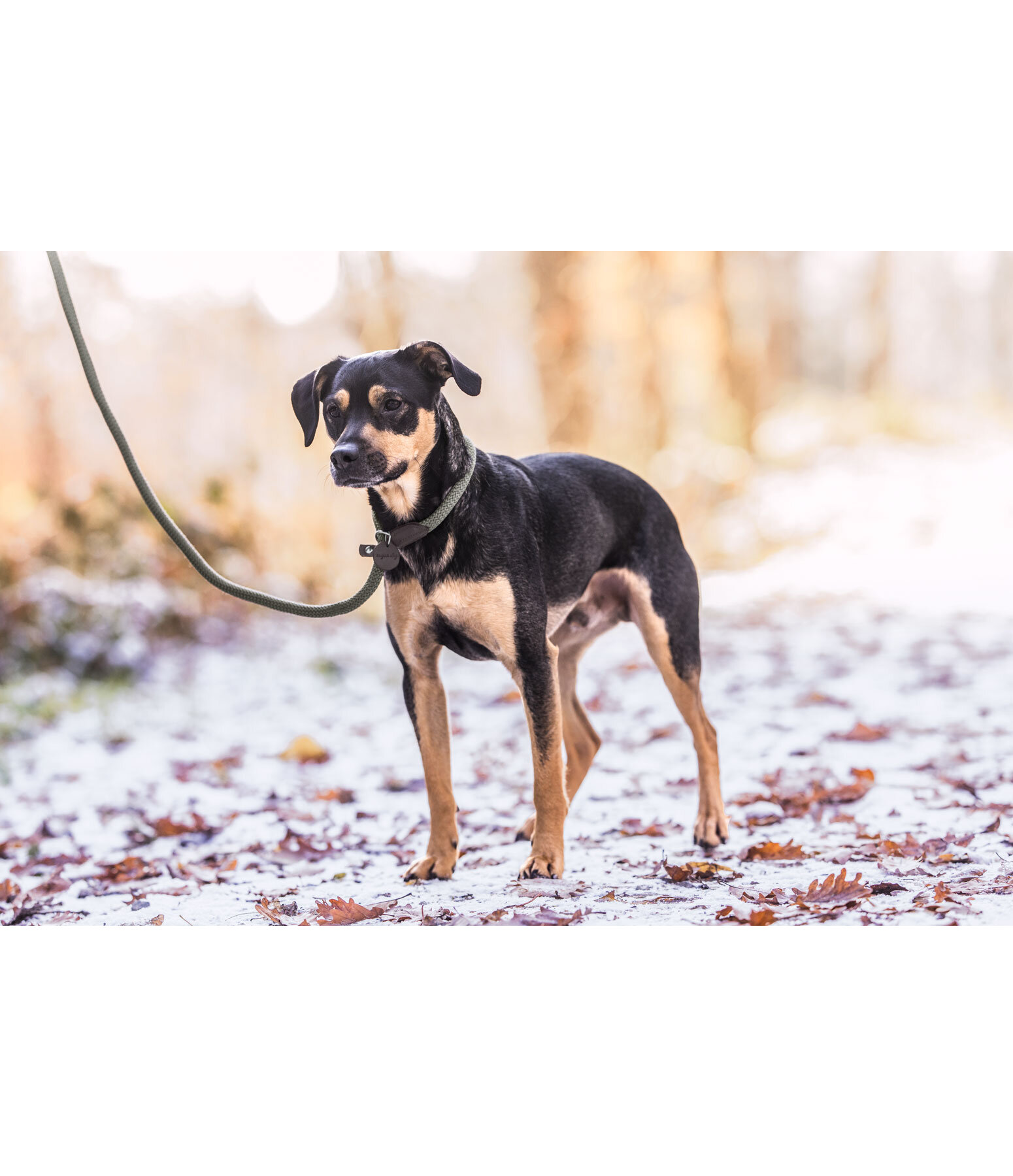 Retriever Lead Nature Rope